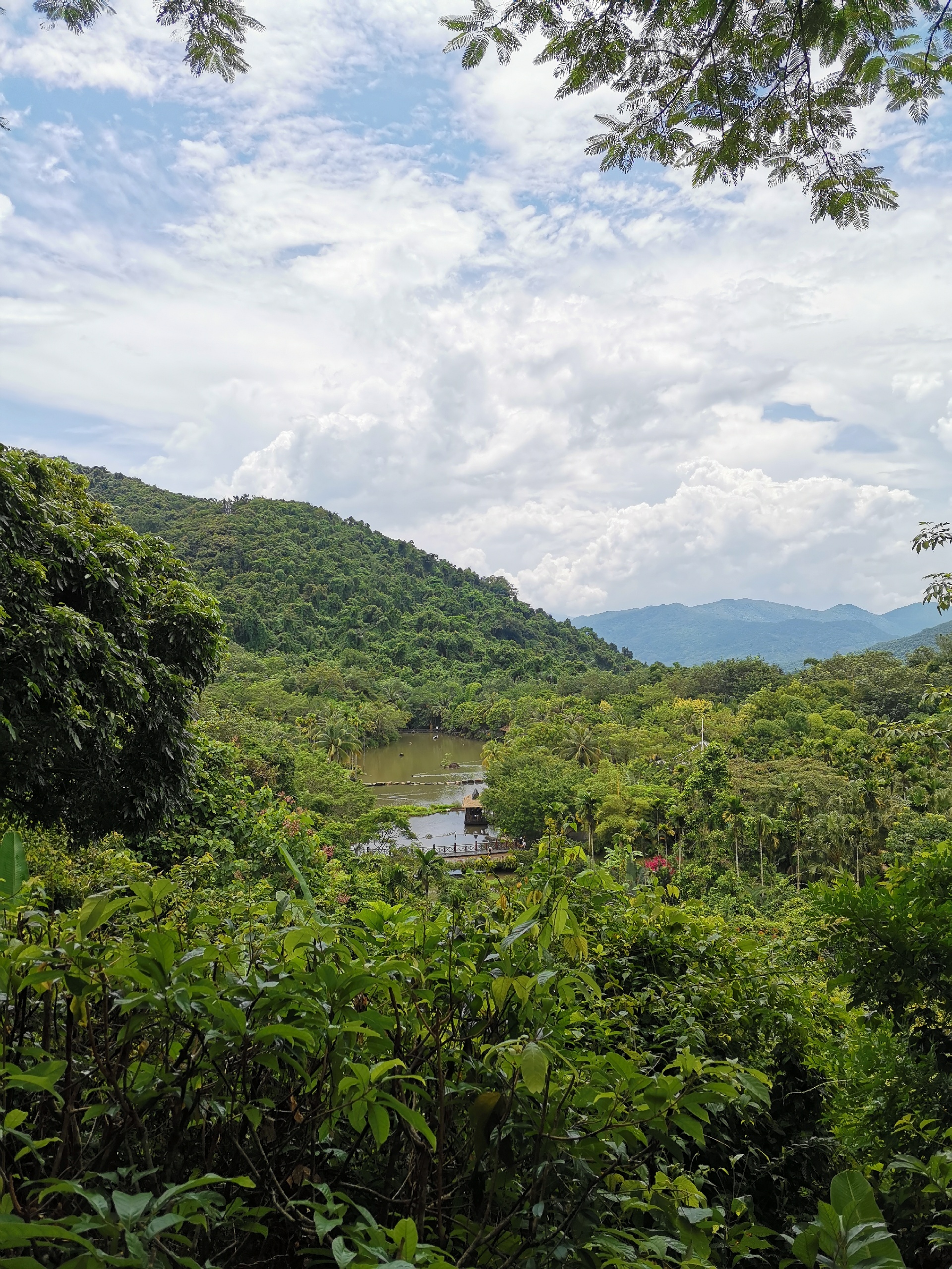 打卡呀诺达热带雨林古树参天，植被茂密，花香鸟语，生机盎然