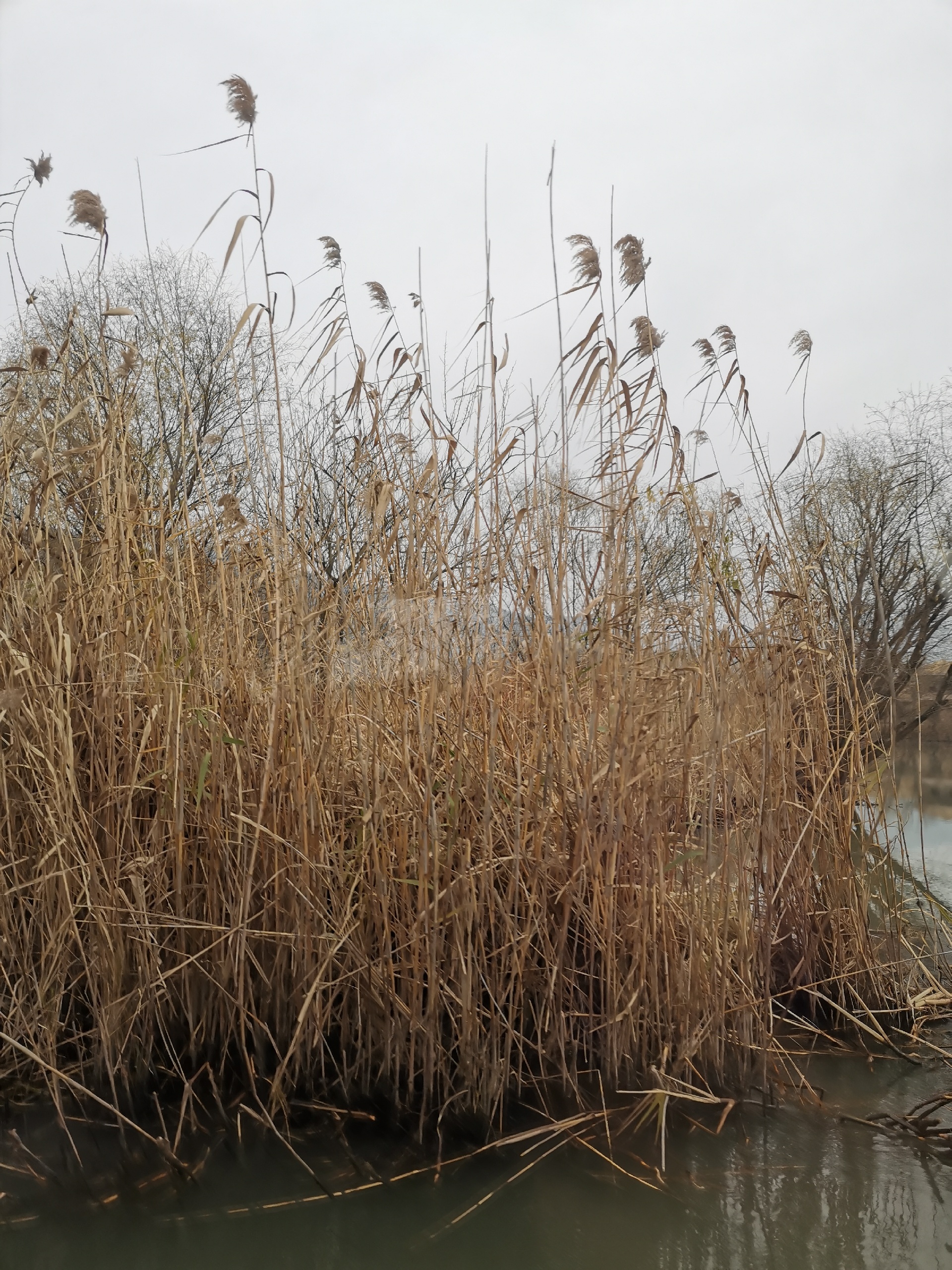 冬日图影湿地_太湖图影生态湿地文化园攻略