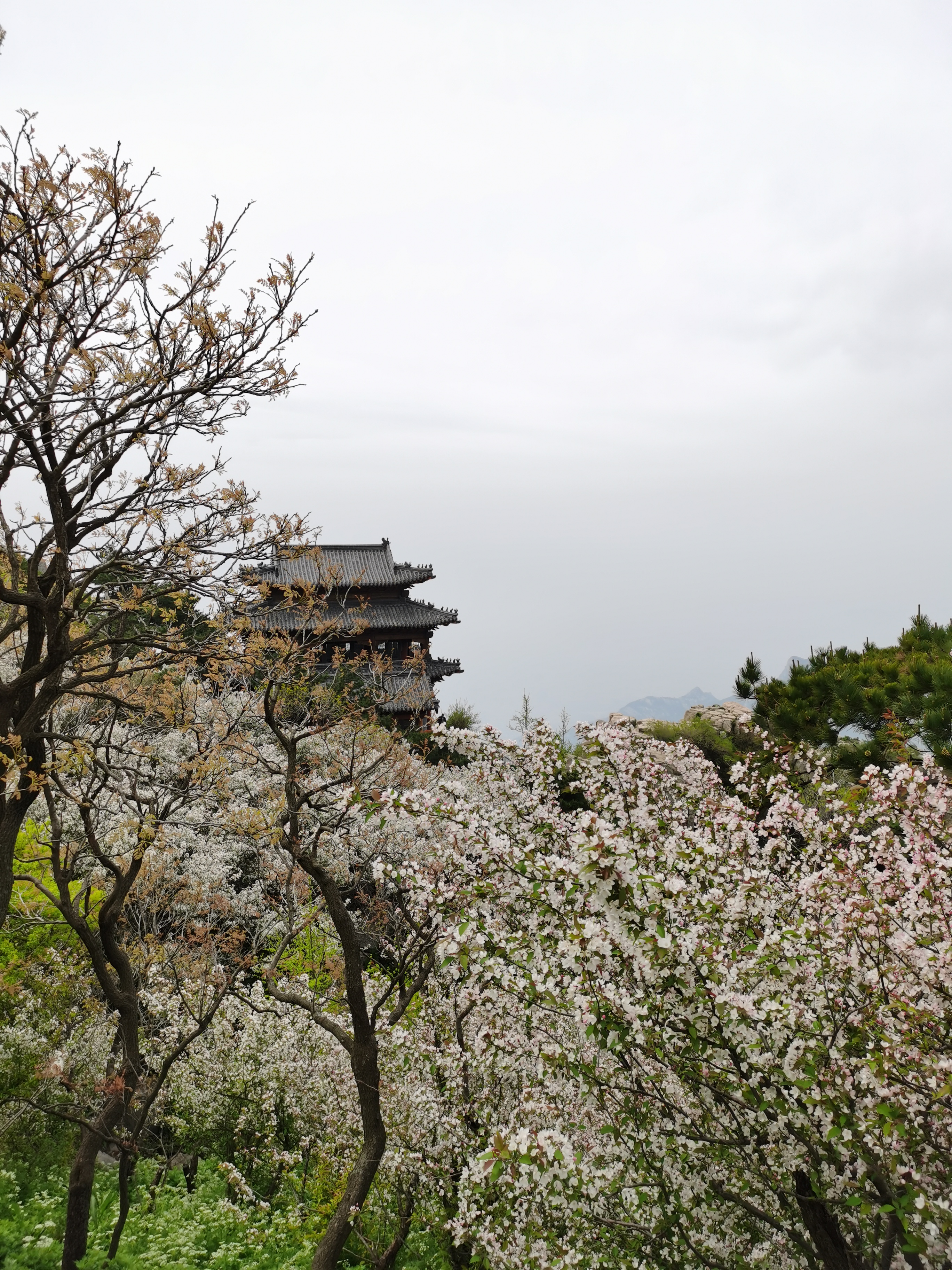 5月的泰山有漫山遍野的海棠，很是美丽！2020最新泰山图片大全