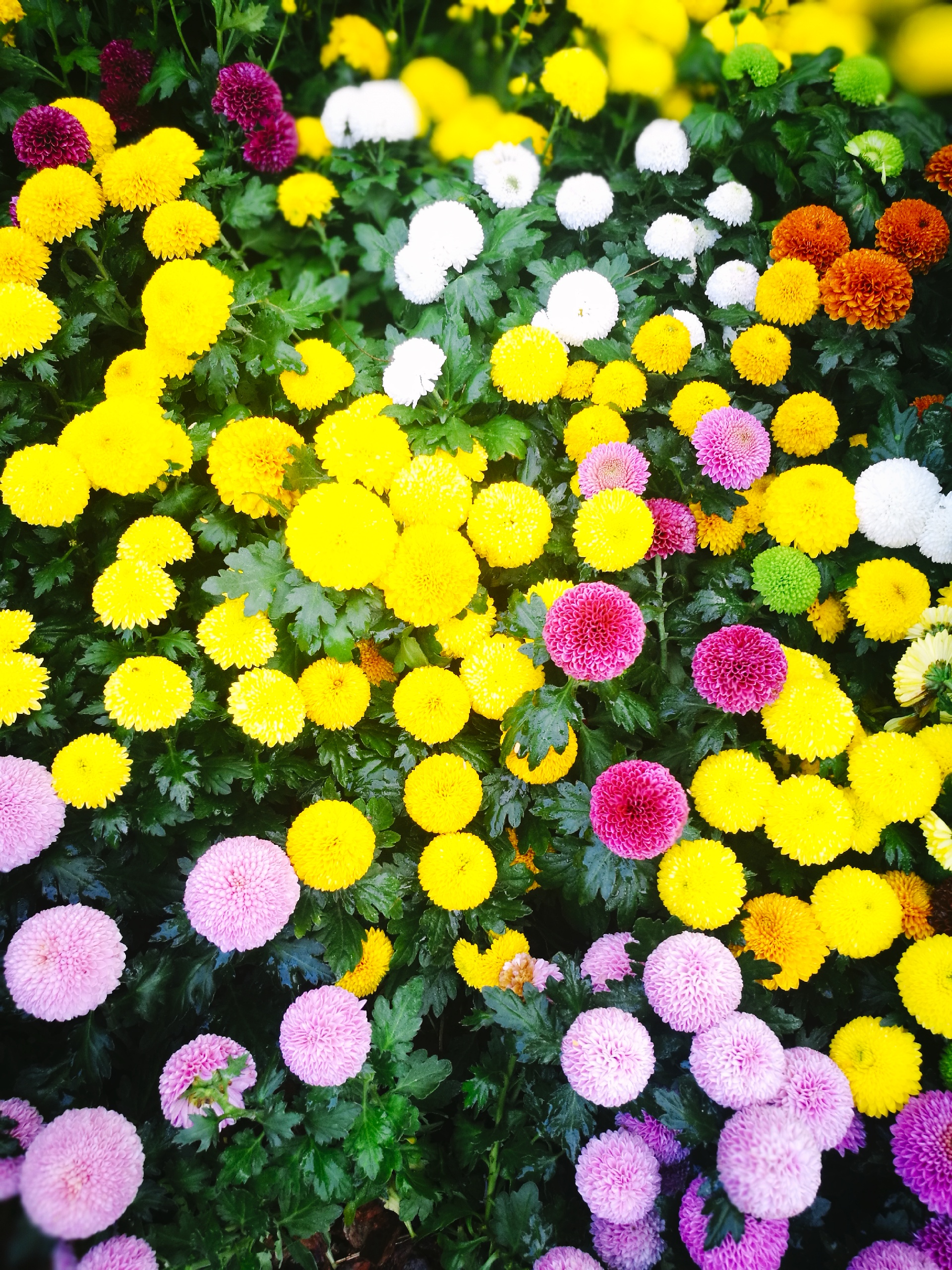 2020圳东湖公园菊花展 水平超过历年，吸引了许多市民和游客！