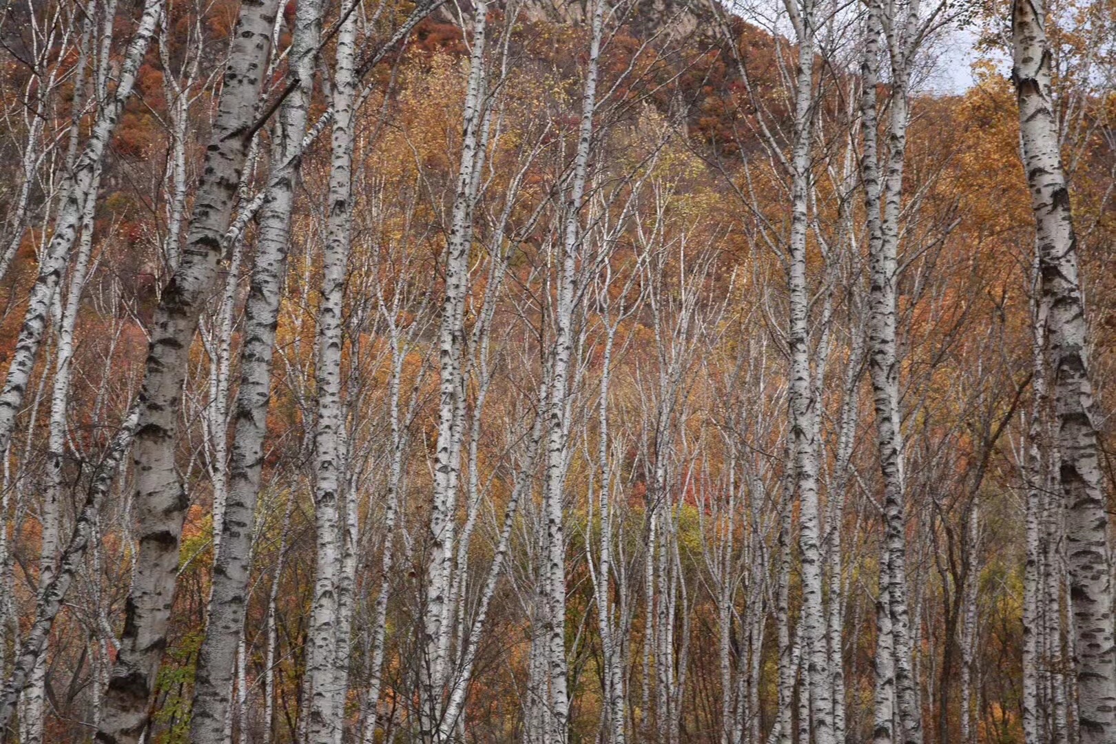 喇叭沟原始森林公园在最近几年秋