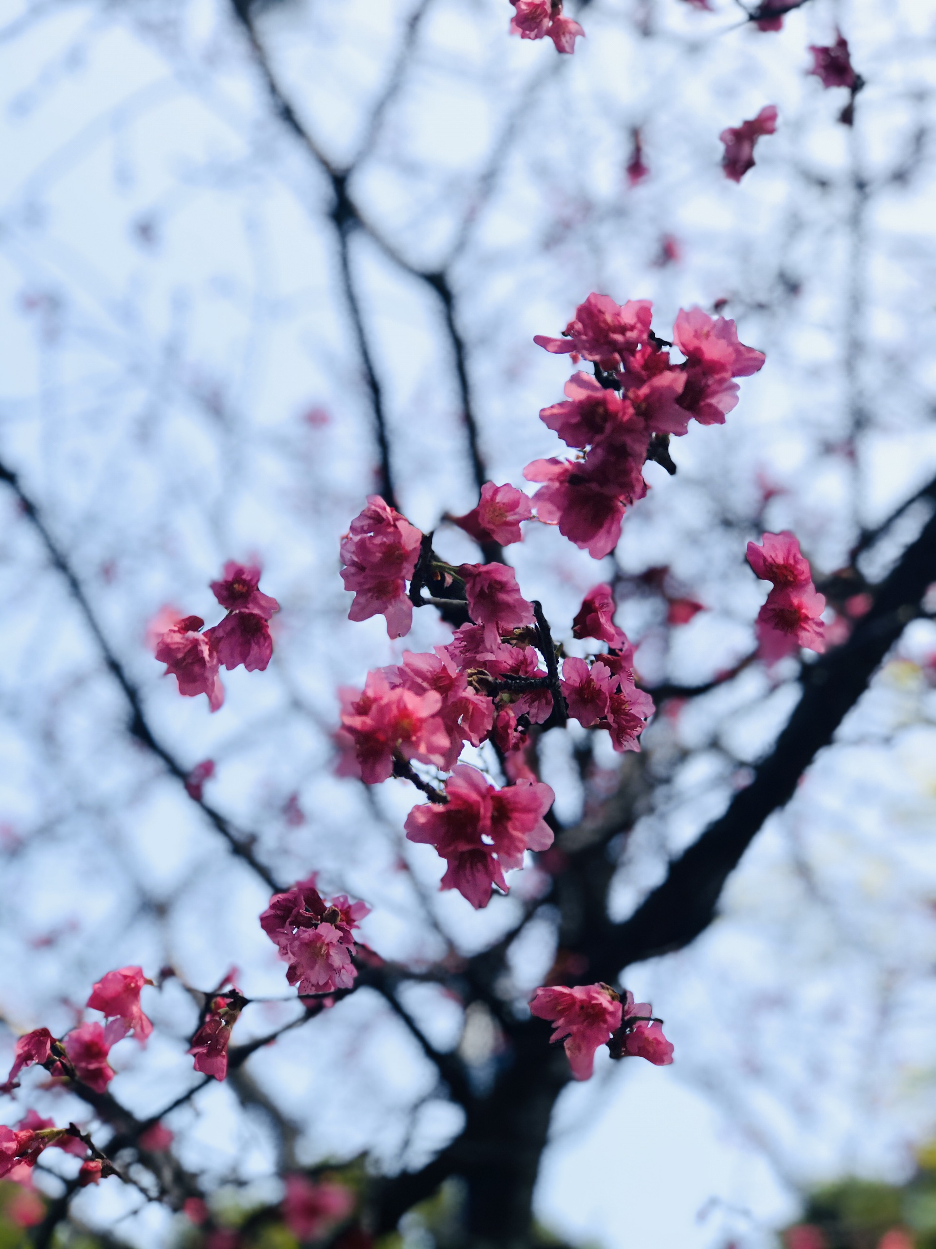 春天本来就是踏青赏花的好季节_厦门忠仑公园