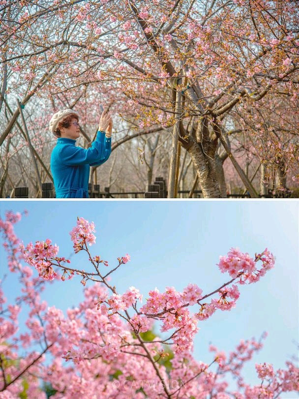 2022上海周边游上海顾村公园的早樱盛开啦！