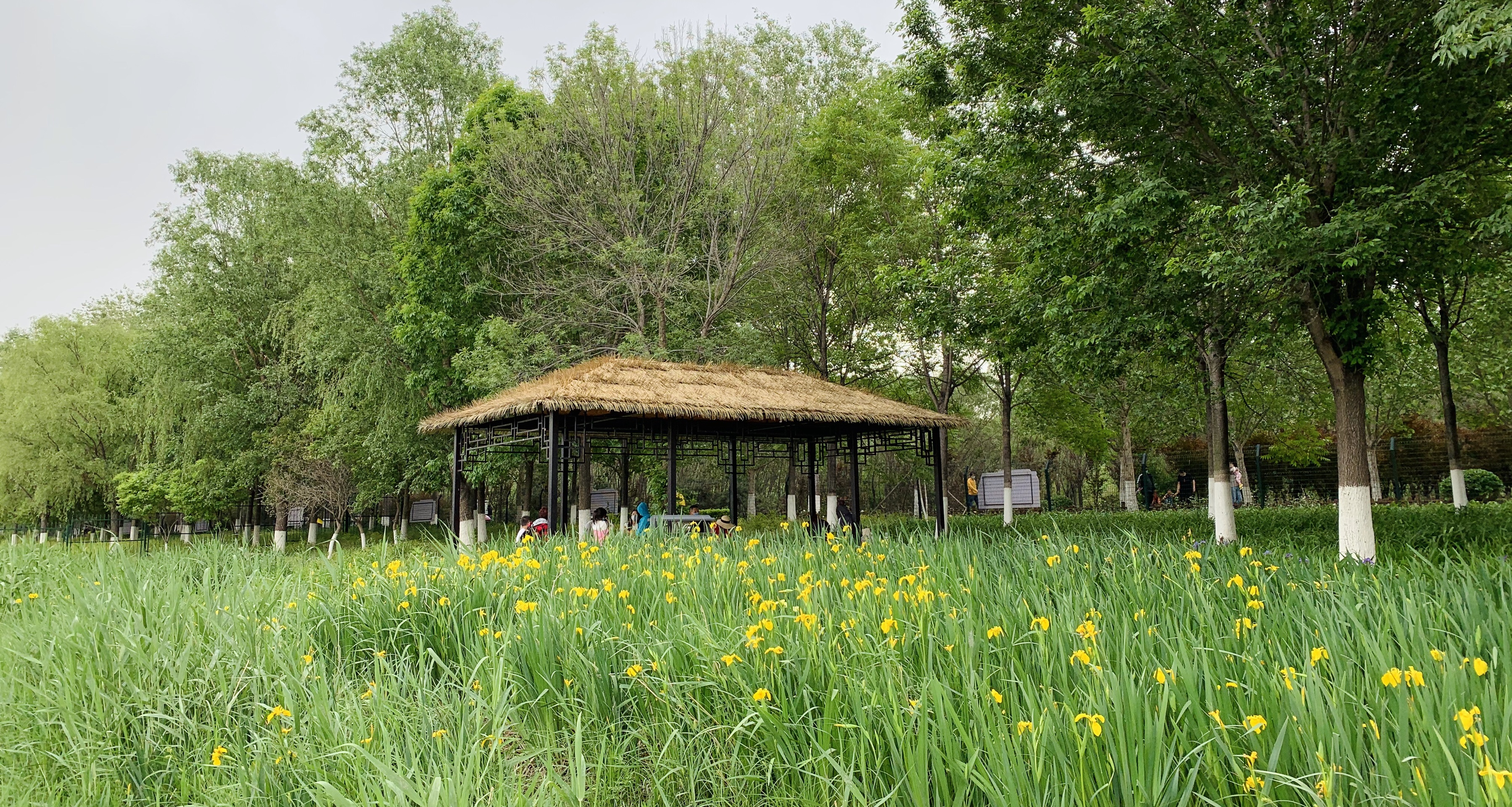 欣赏大自然的美_北京周末自驾汉石桥湿地自然保护区