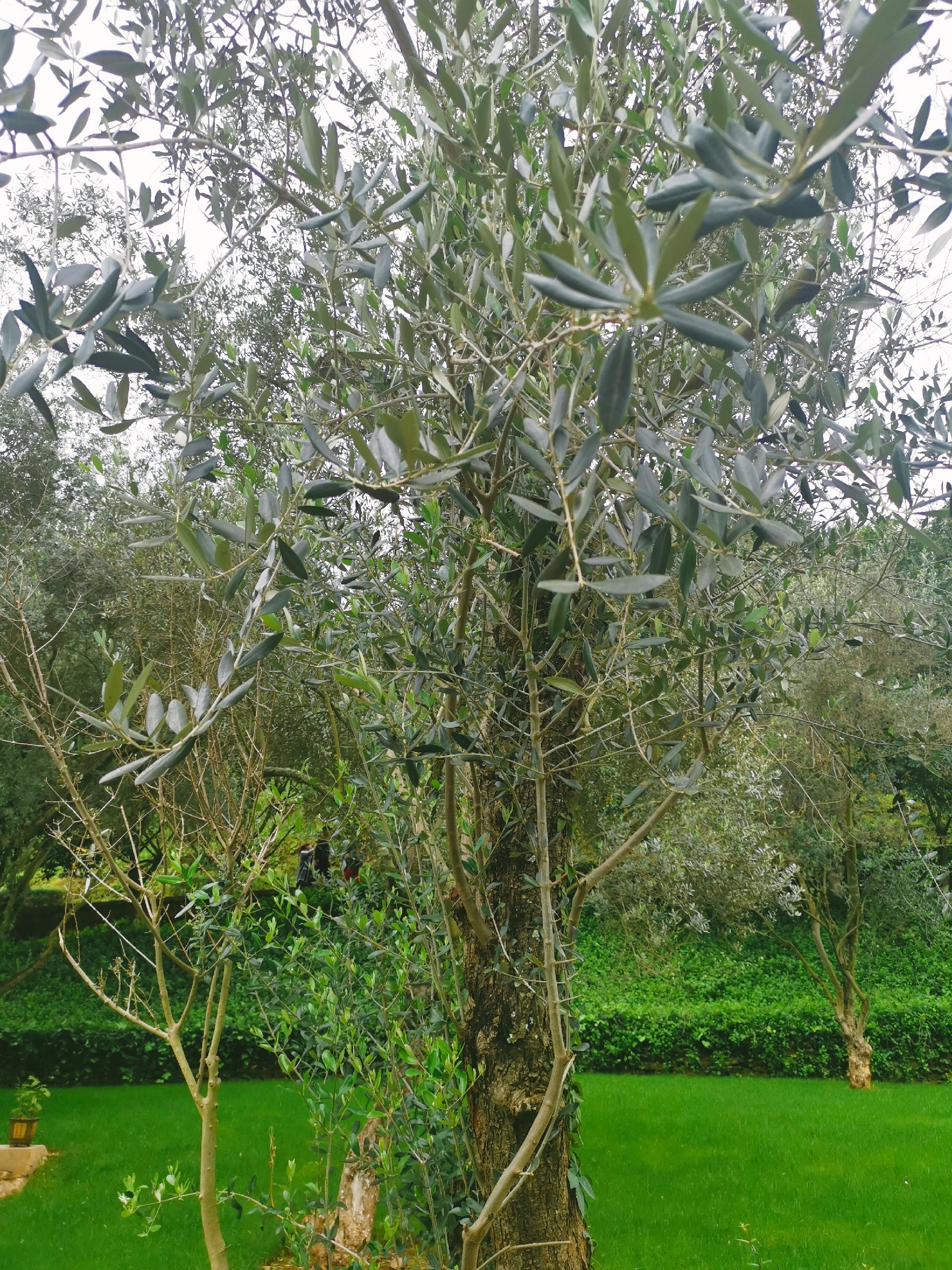 昆明市海口林场周总理种下的油橄榄树