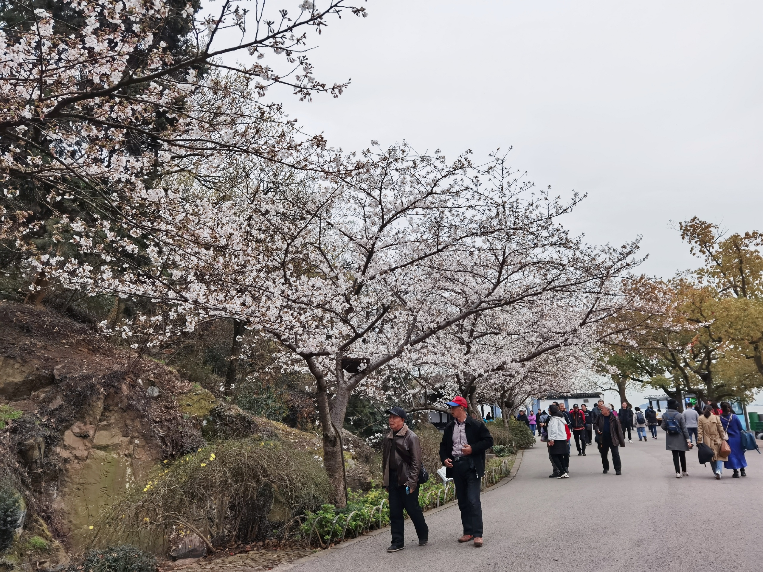 21年3月18日鼋头渚最美的樱花还没有开得烂漫，大约开了三成，还要一周应该会很美了