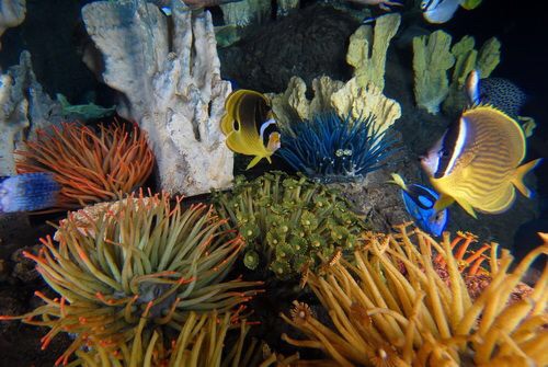青岛海底世界整合了青岛水族馆、标本馆、淡水鱼馆等原有旅游资源