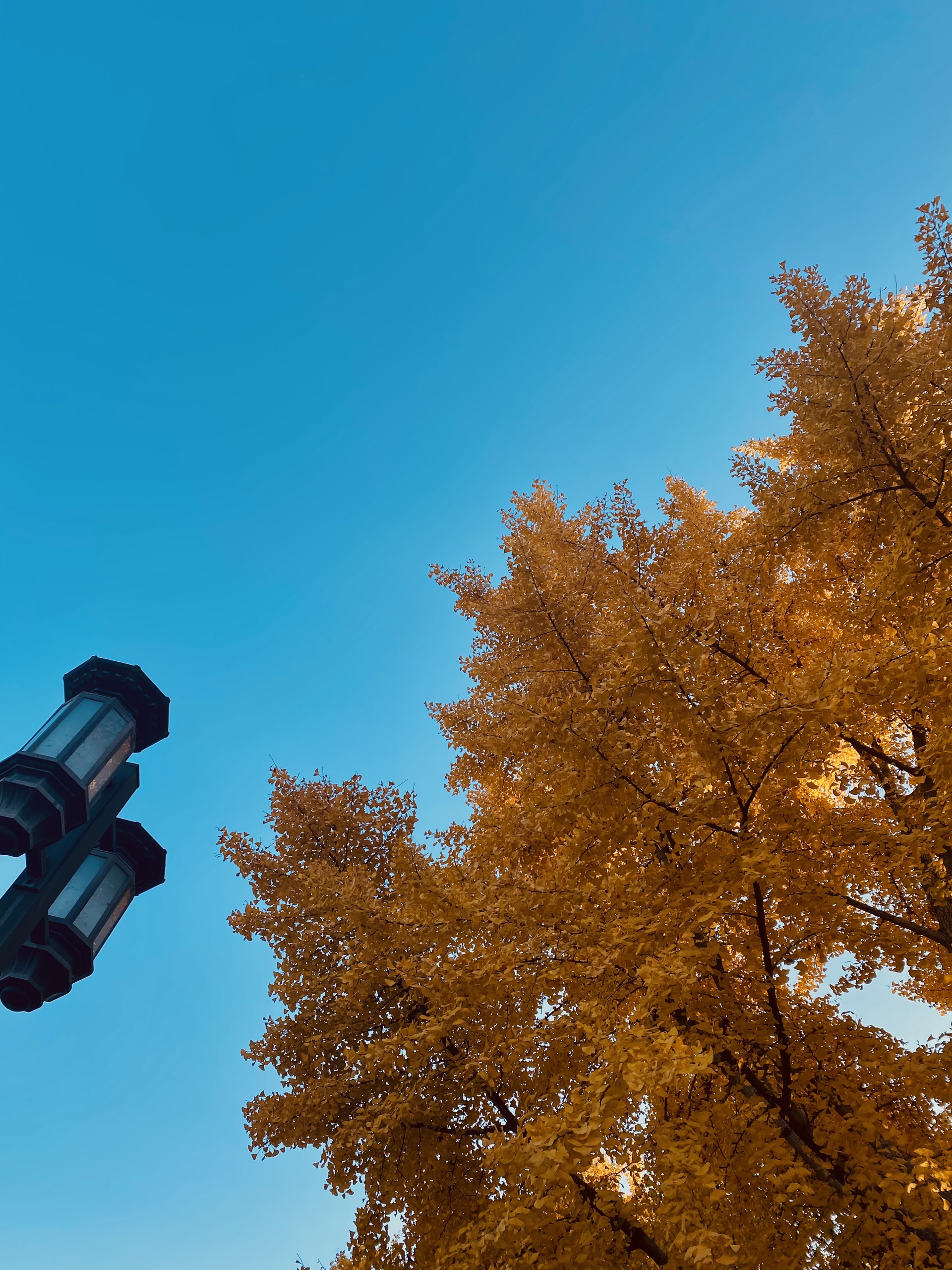 地坛公园_北平的秋天是温柔而又艳丽的