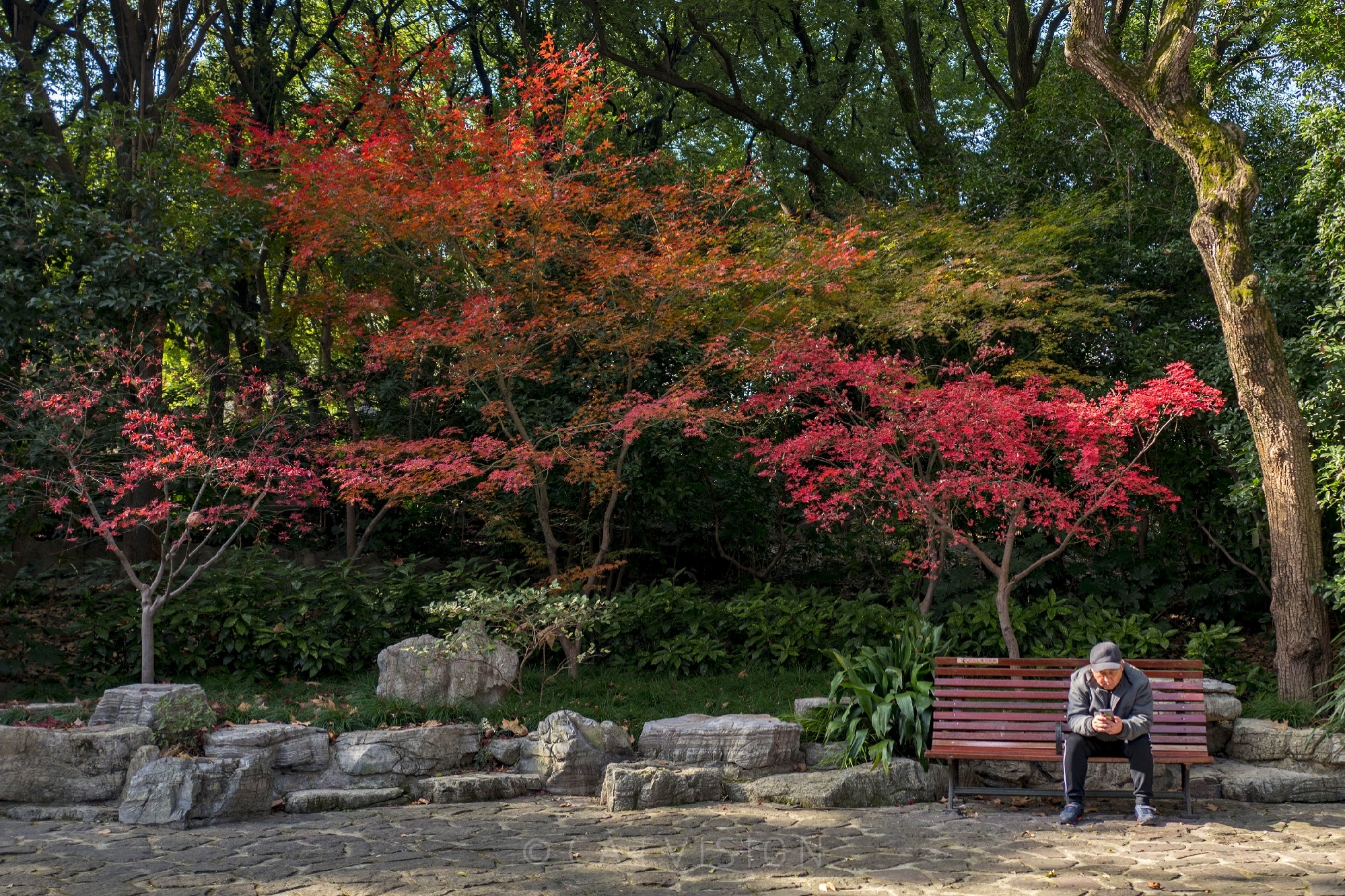 五彩“枫”景｜上海鲁迅公园的冬日居然这么美！