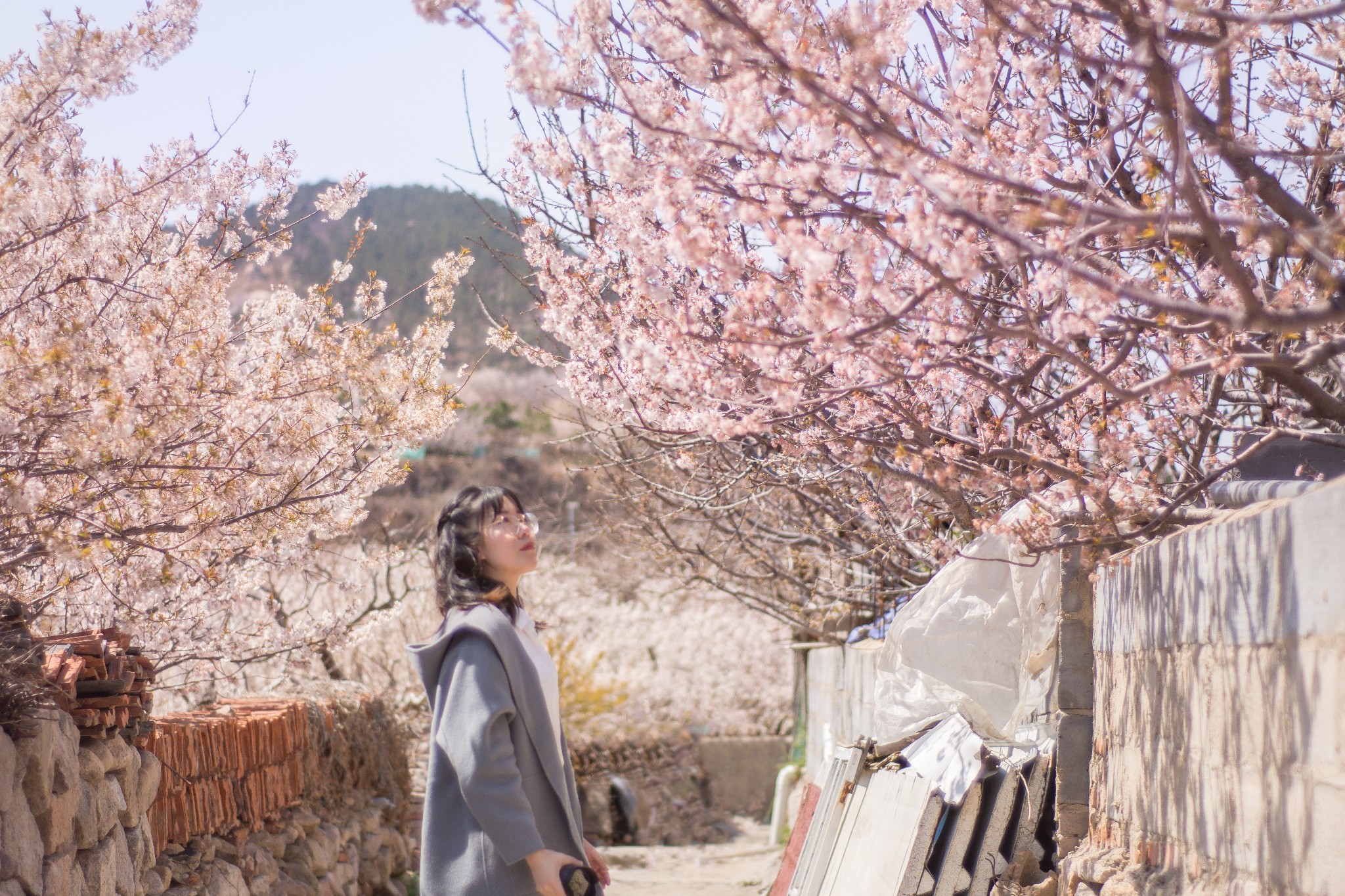 崂山樱桃谷_崂山每年三月底四月初会开满漫山遍野的樱桃花