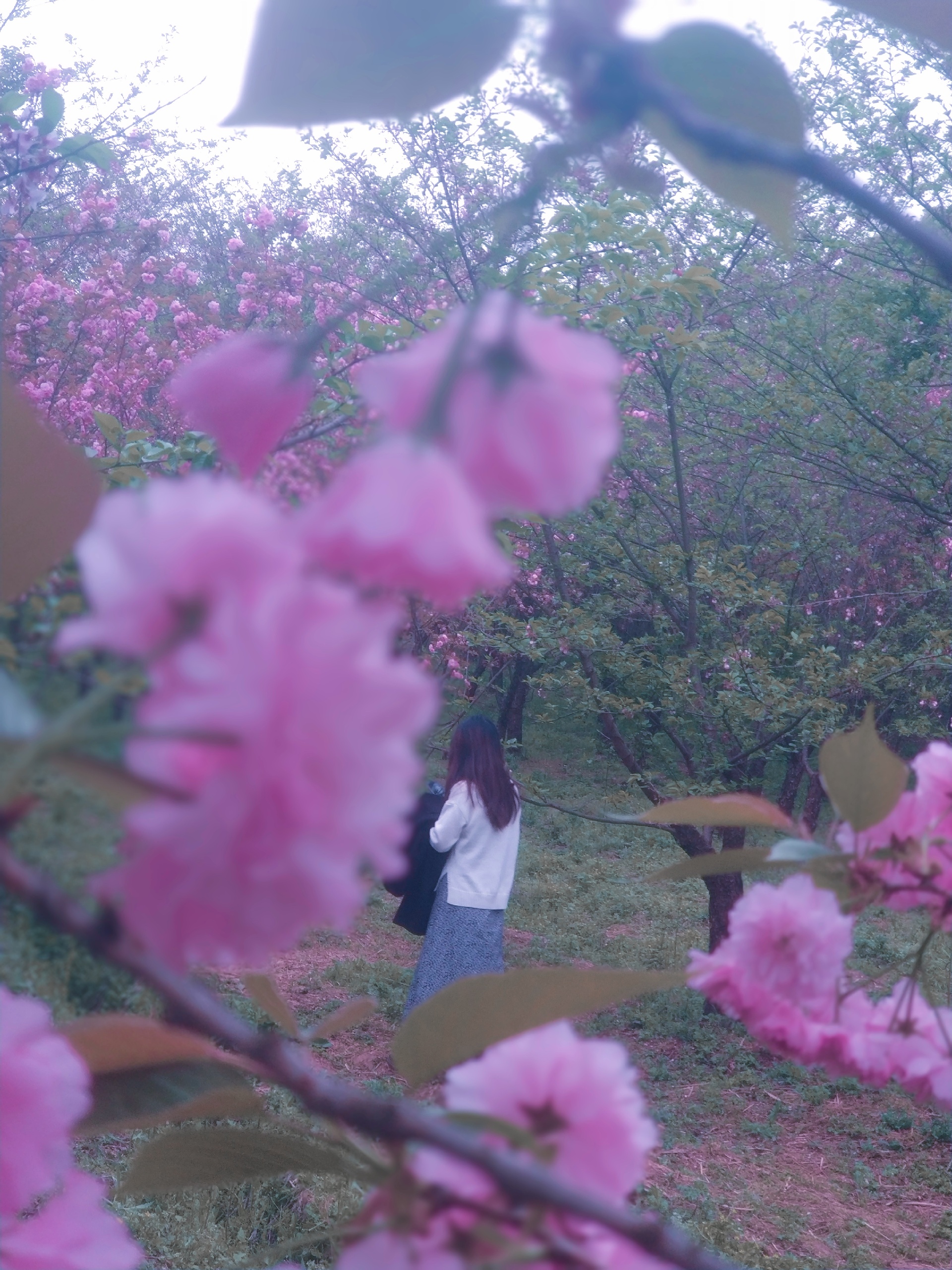 贵州周边赴一场樱花之约，这次我没有缺席——平坝万亩樱花园