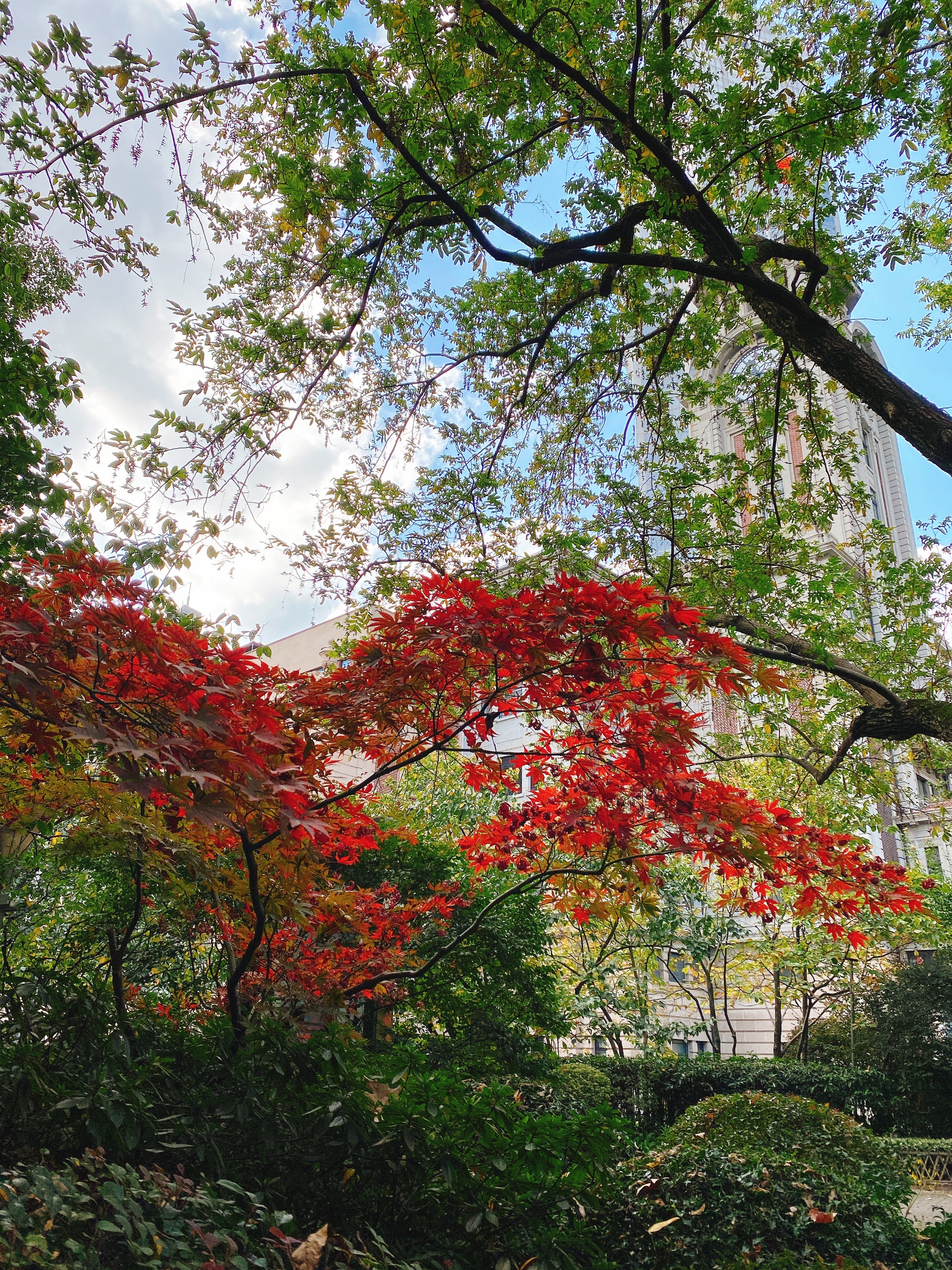 秋风起，正式逛公园的好时节！上海人民公园秋意浓
