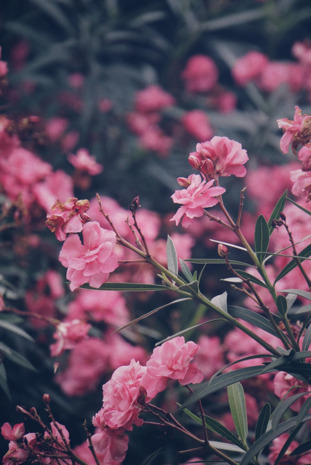 广州小众赏花地 | 假装在蔷薇花海里拍照的一份攻略-大角山海滨公园