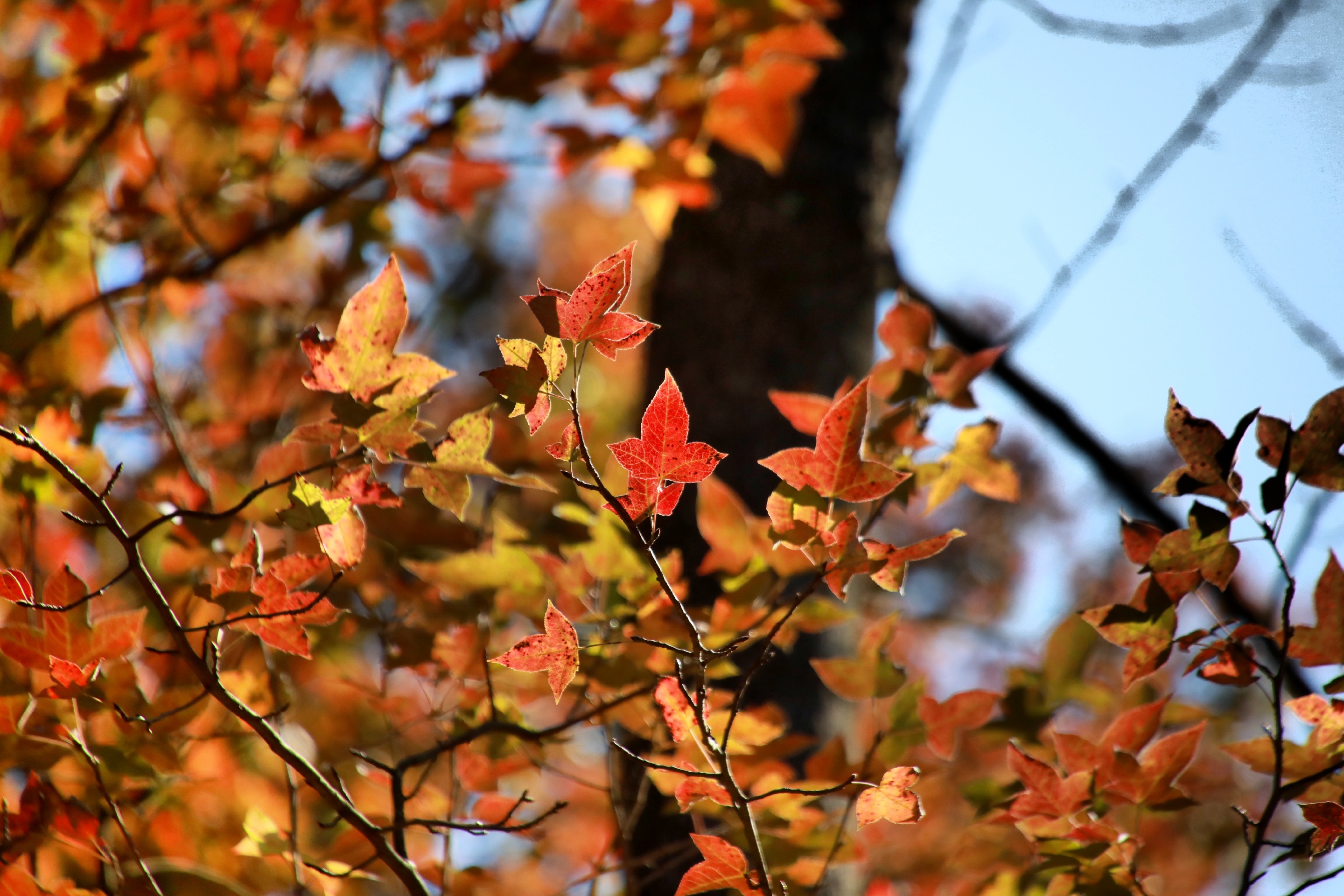 广州观赏红叶，大家都会想到石门森林公园_远上石门 看红叶依稀