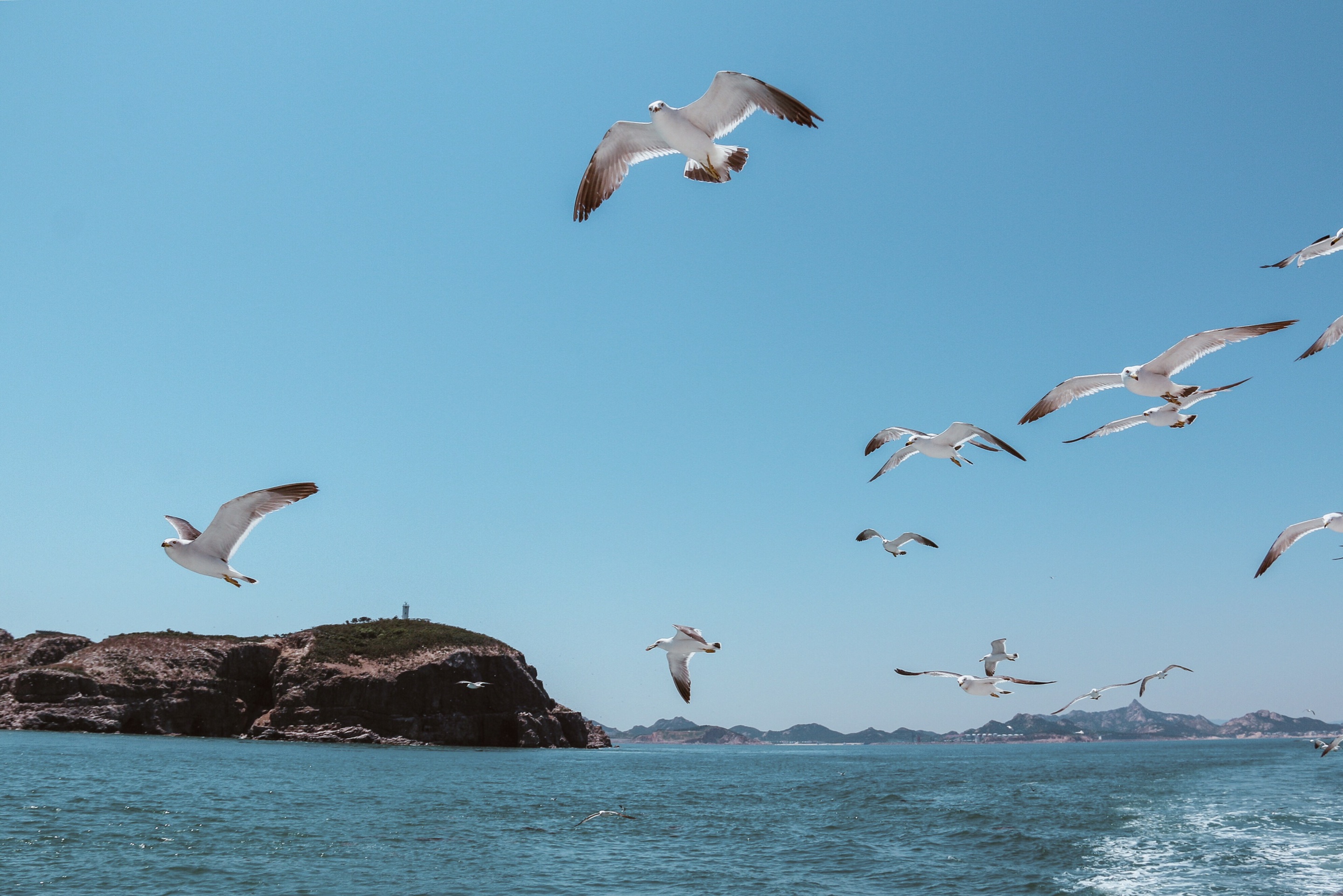 【威海】海驴岛追逐海鸥出海攻略