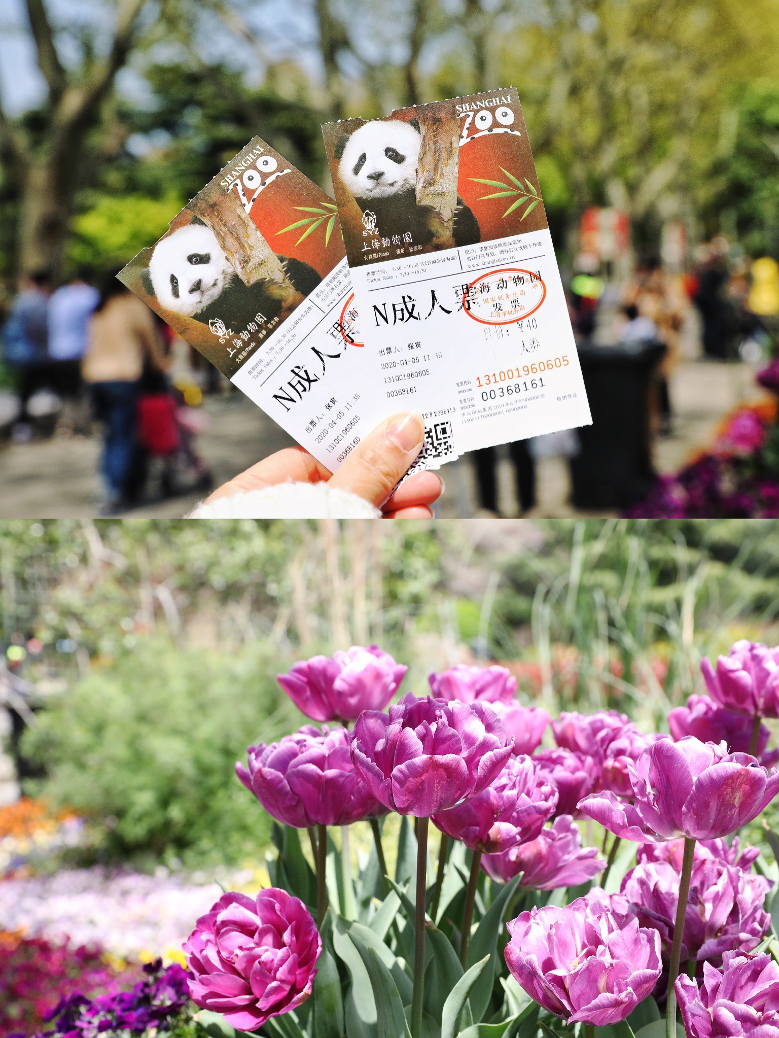 来上海动物园，看动物赏花踏青野餐一园搞定！
