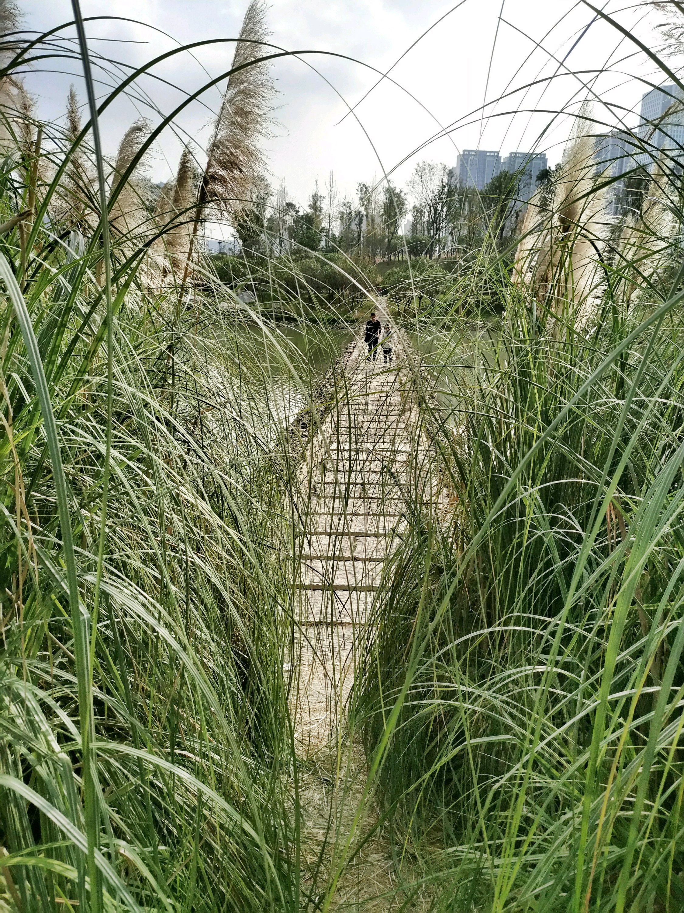 桂溪生态公园-一个适合全家出动，过来欢度周末的城市巨型公园