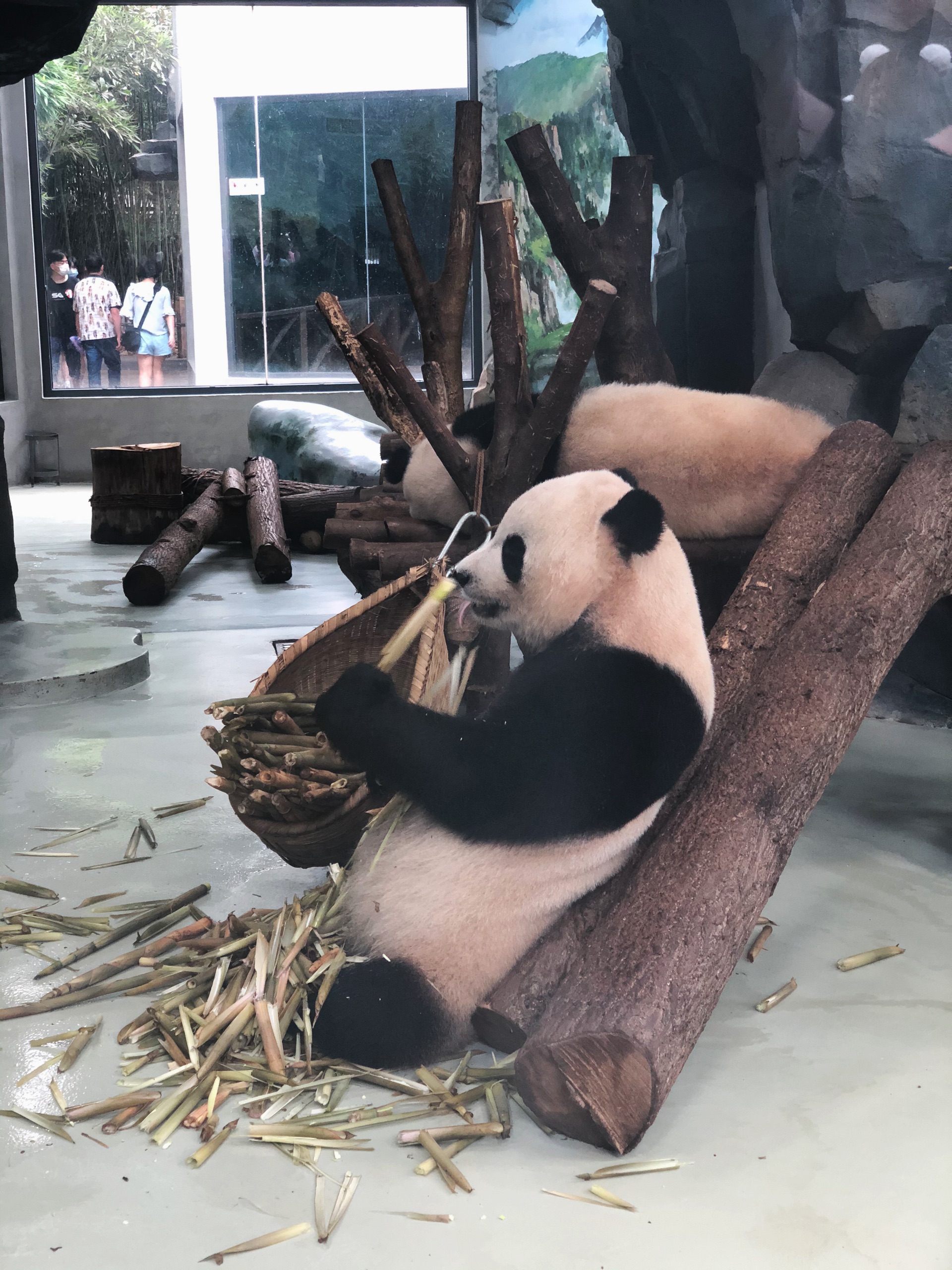 成都大熊猫繁育研究基地-早去了人都比较多，去的晚就更排队啦！
