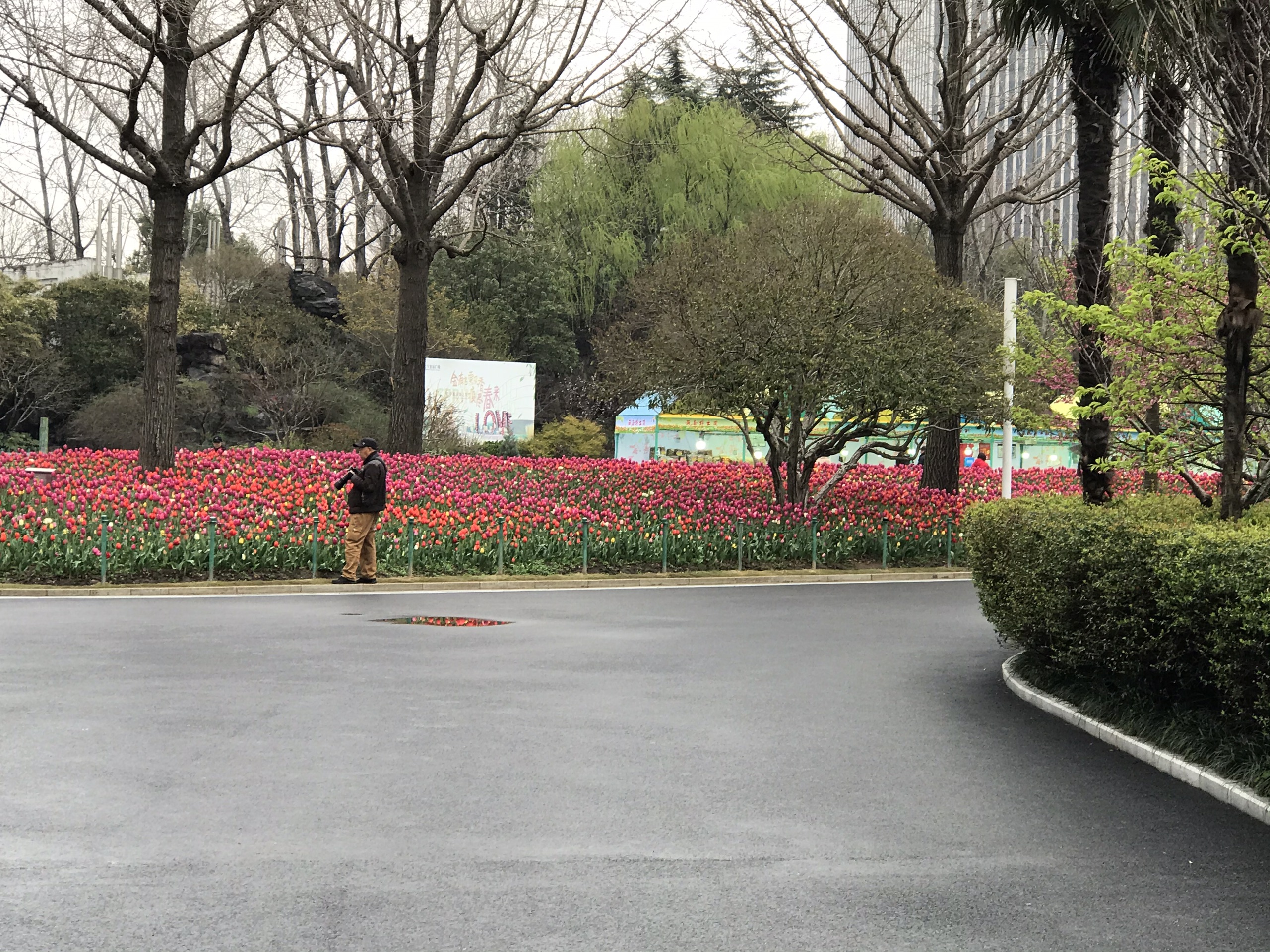 郁金香花盛开了……2021上海大宁郁金香公园
