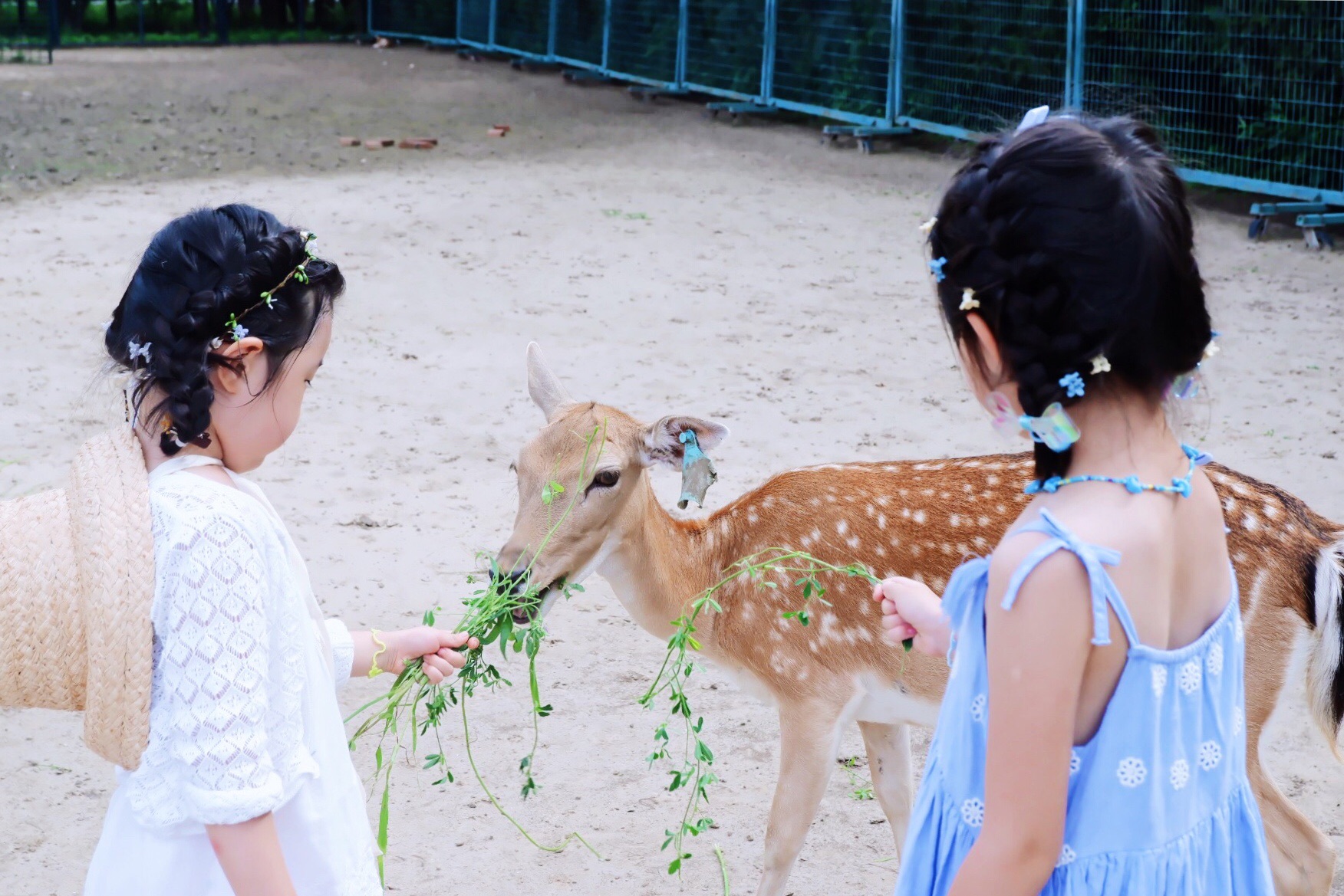 【北京•南海子公园】与小鹿共度一天