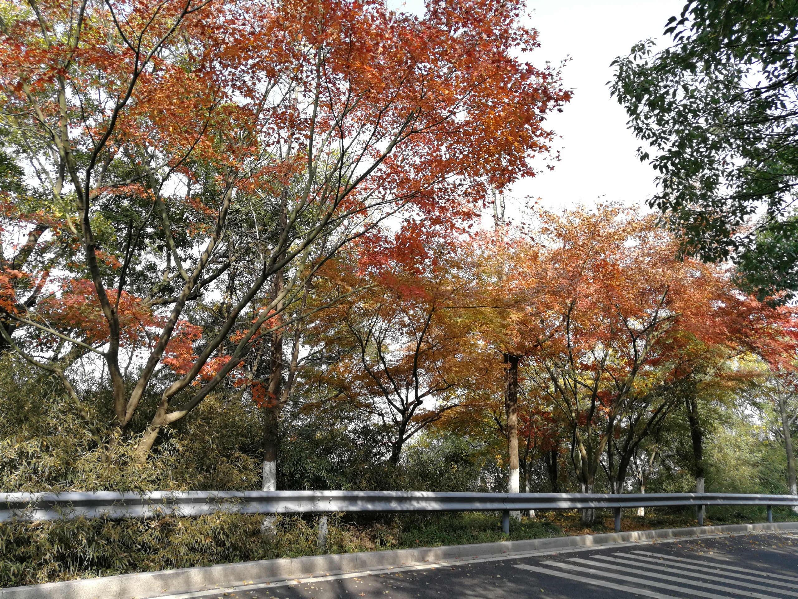 张家港香山叶子红了-2020苏州香山景区秋季图片大全