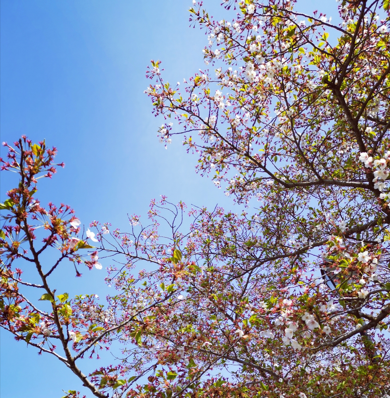 青岛中山公园-今天的游人不多，进入公园大门就是著名的樱花道