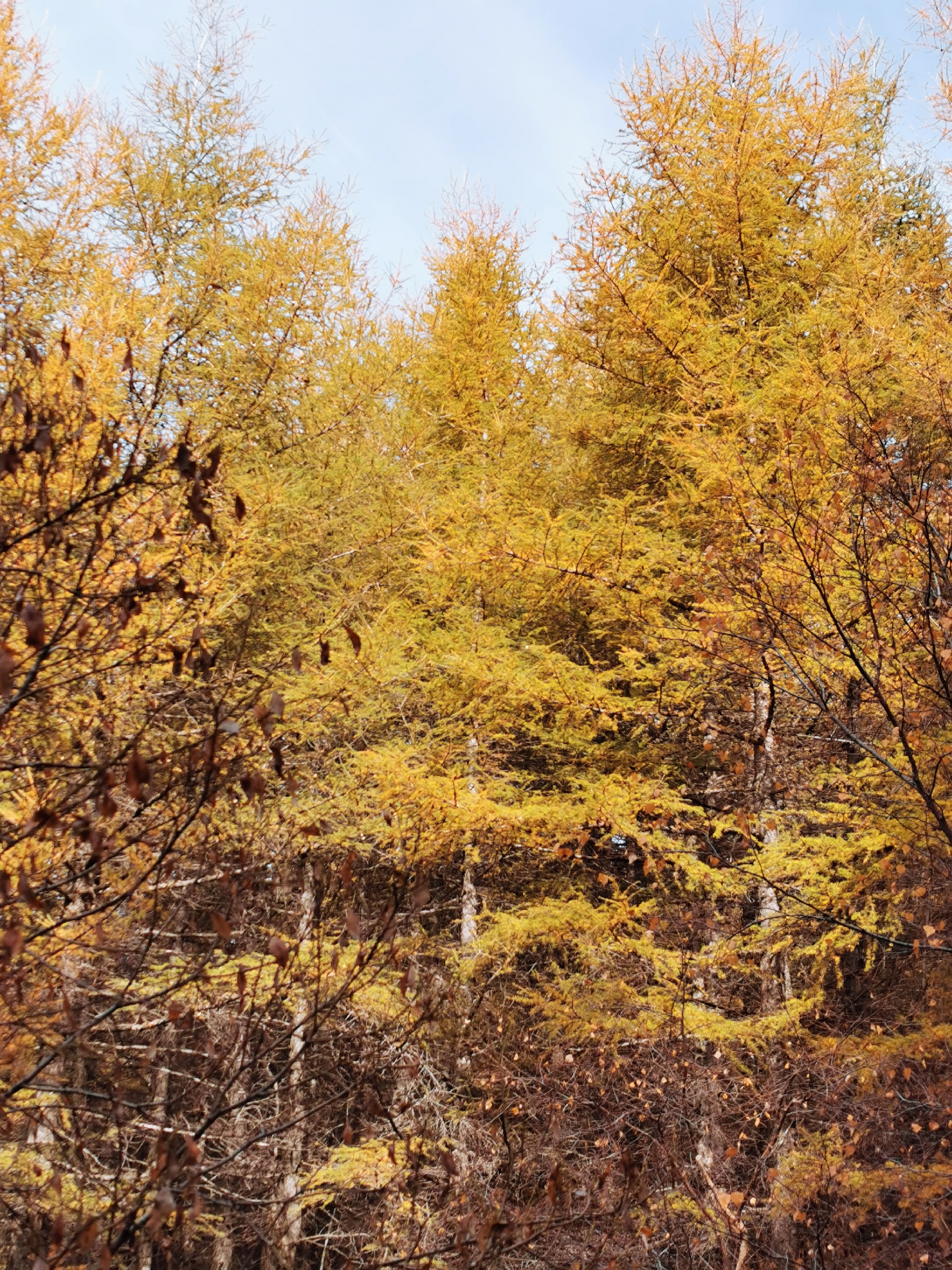 苏木山的秋-景区门票加交通票，直接送到山顶上一路美景