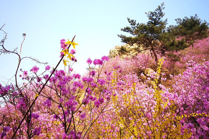 青岛大珠山万亩杜鹃花盛放,游啊游,游在花丛里
