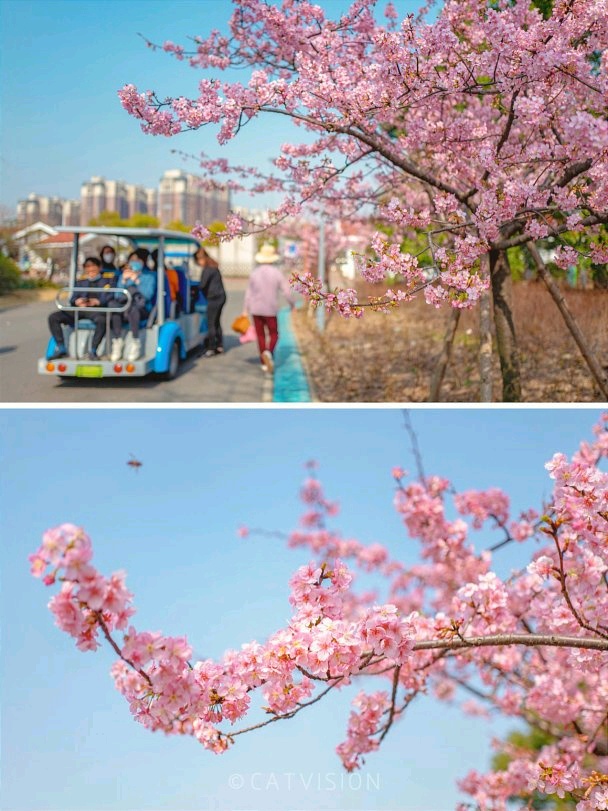 2022上海周边游上海顾村公园的早樱盛开啦！