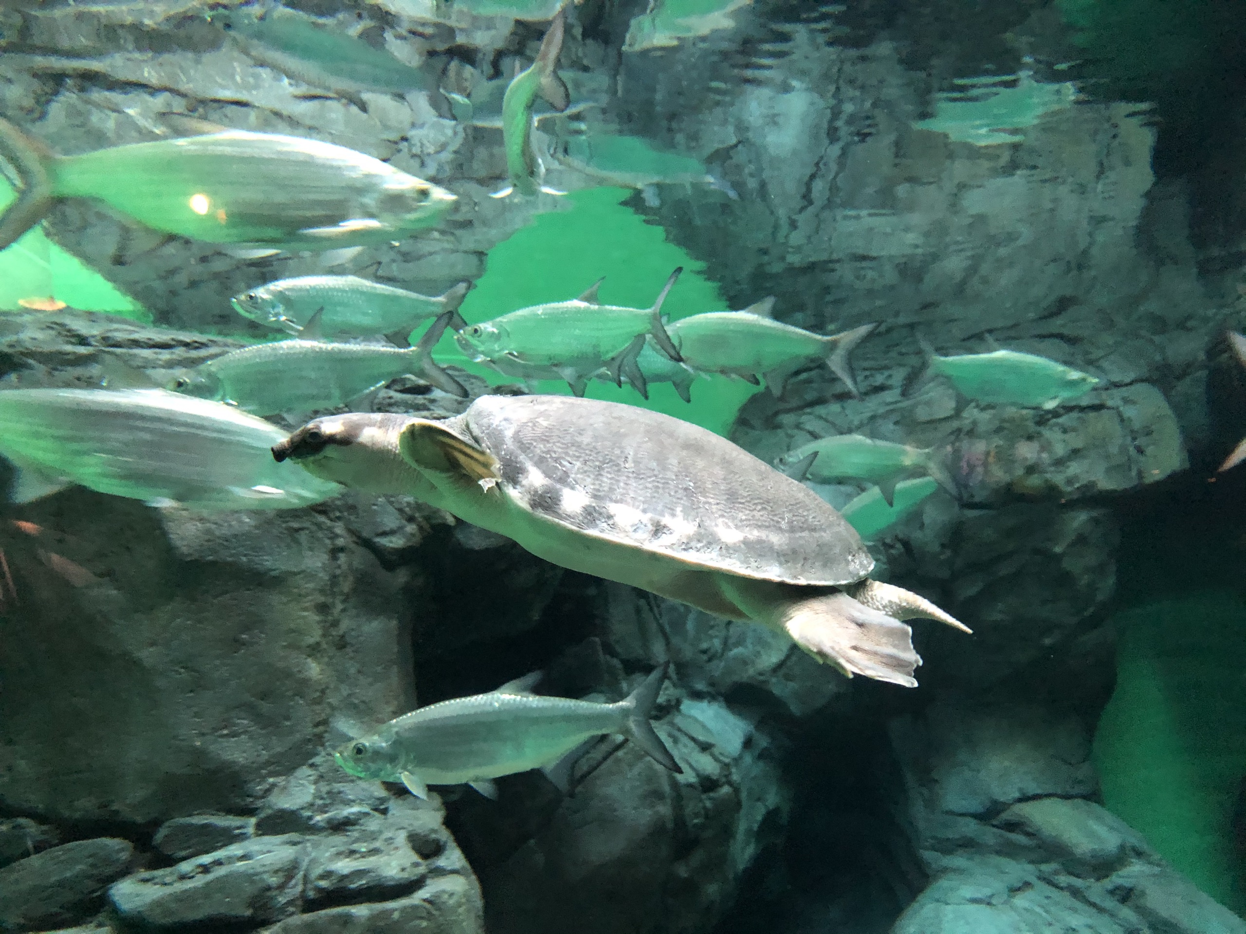 上海海洋水族馆主要的观光体验是类似于海底隧道一般 全方位的观看海洋生物