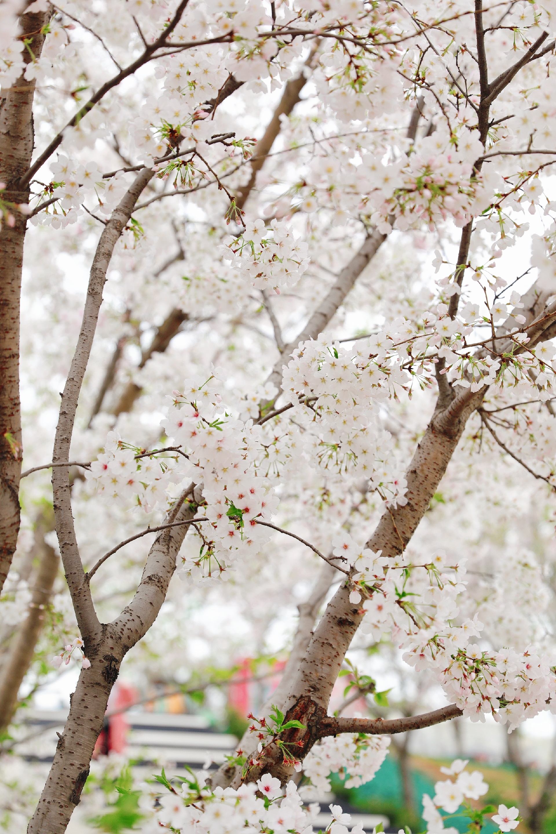 周末时光|漫花庄园 春日赏樱季，来成都邂逅一场樱花雨
