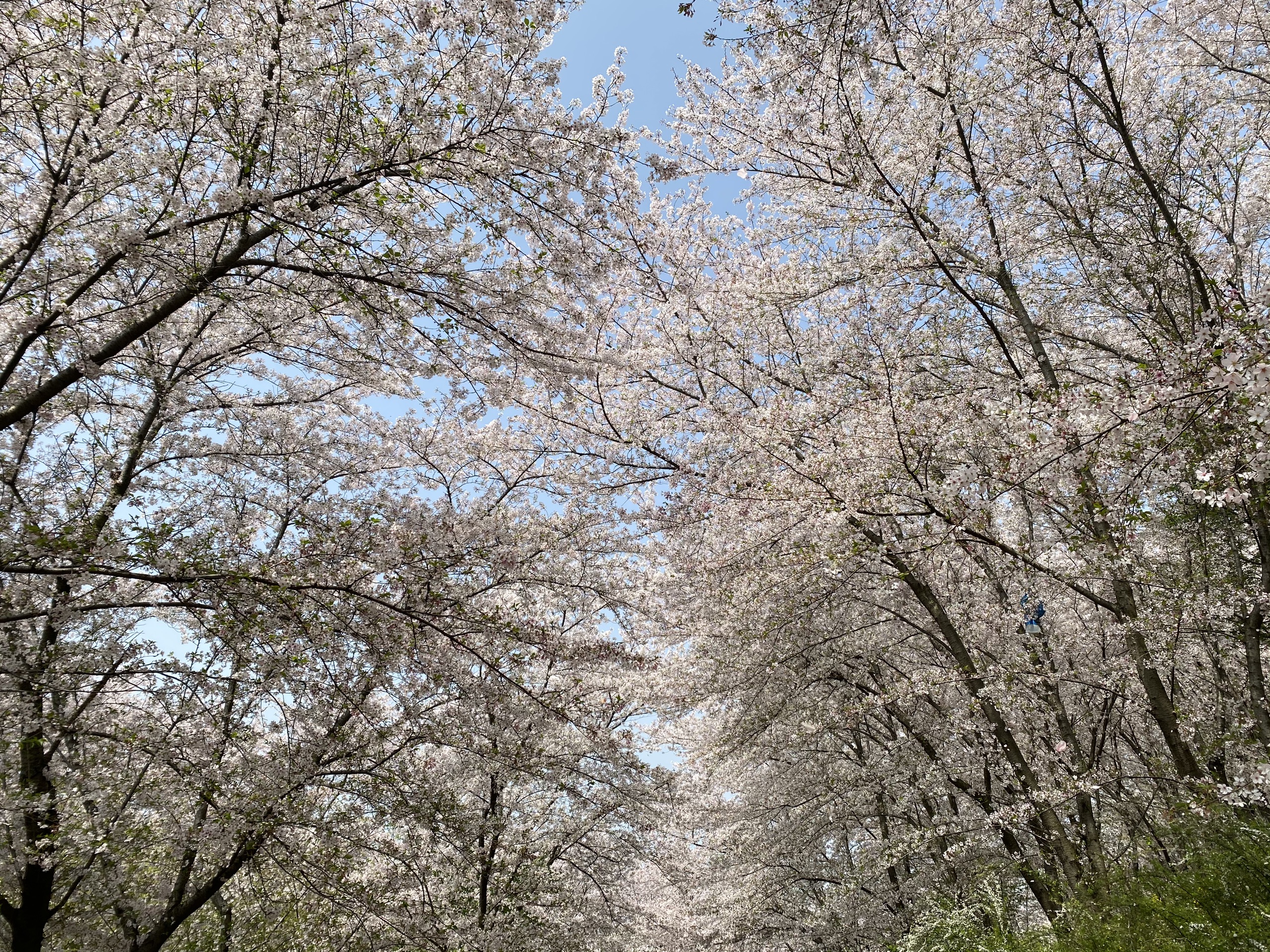 去鼋头渚看染井吉野了！_2021太湖鼋头渚风景区樱花实拍图片
