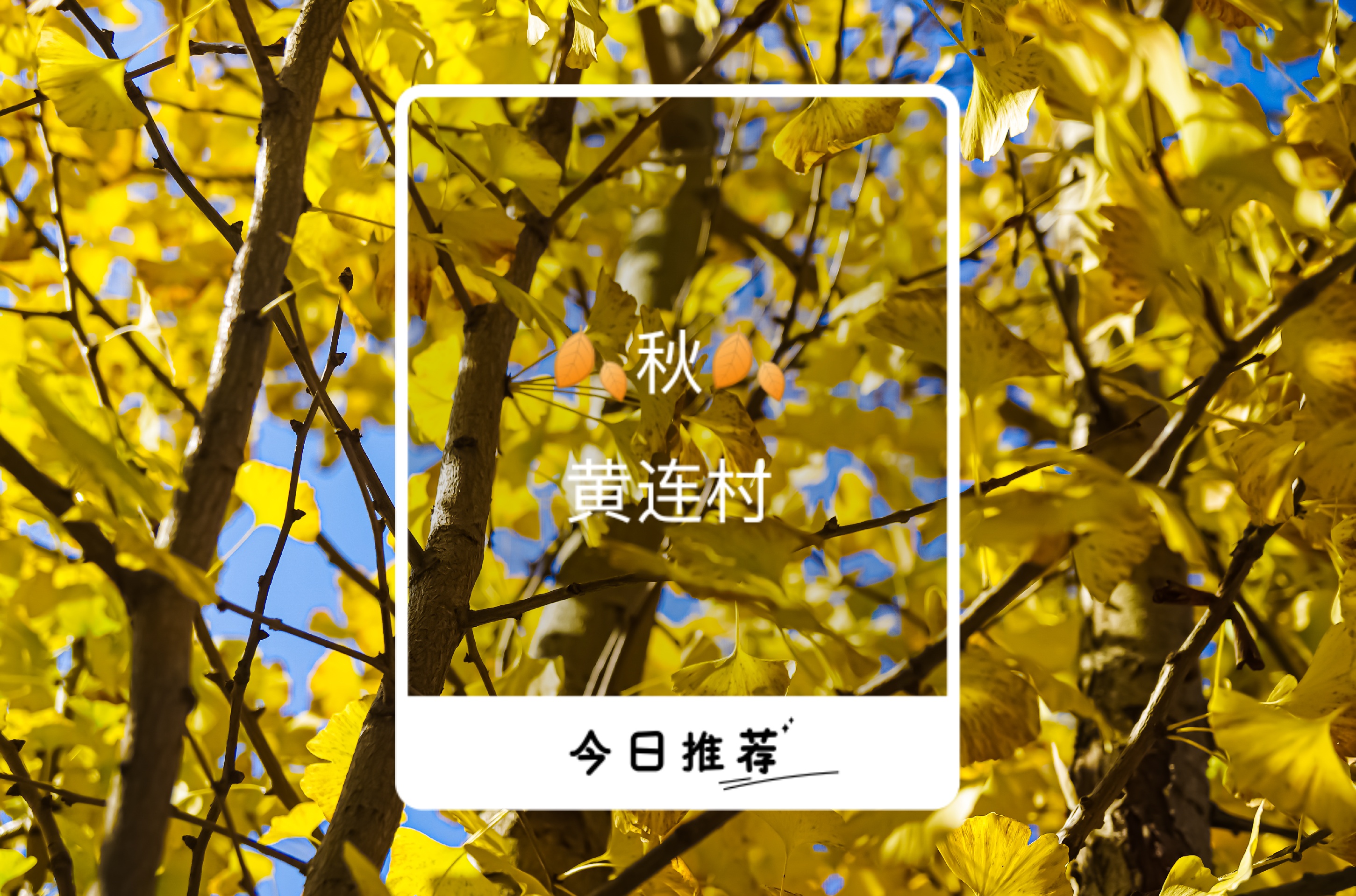 贵阳周边银杏树景点在哪里✨Autumn Time✨黄连村百年银杏林