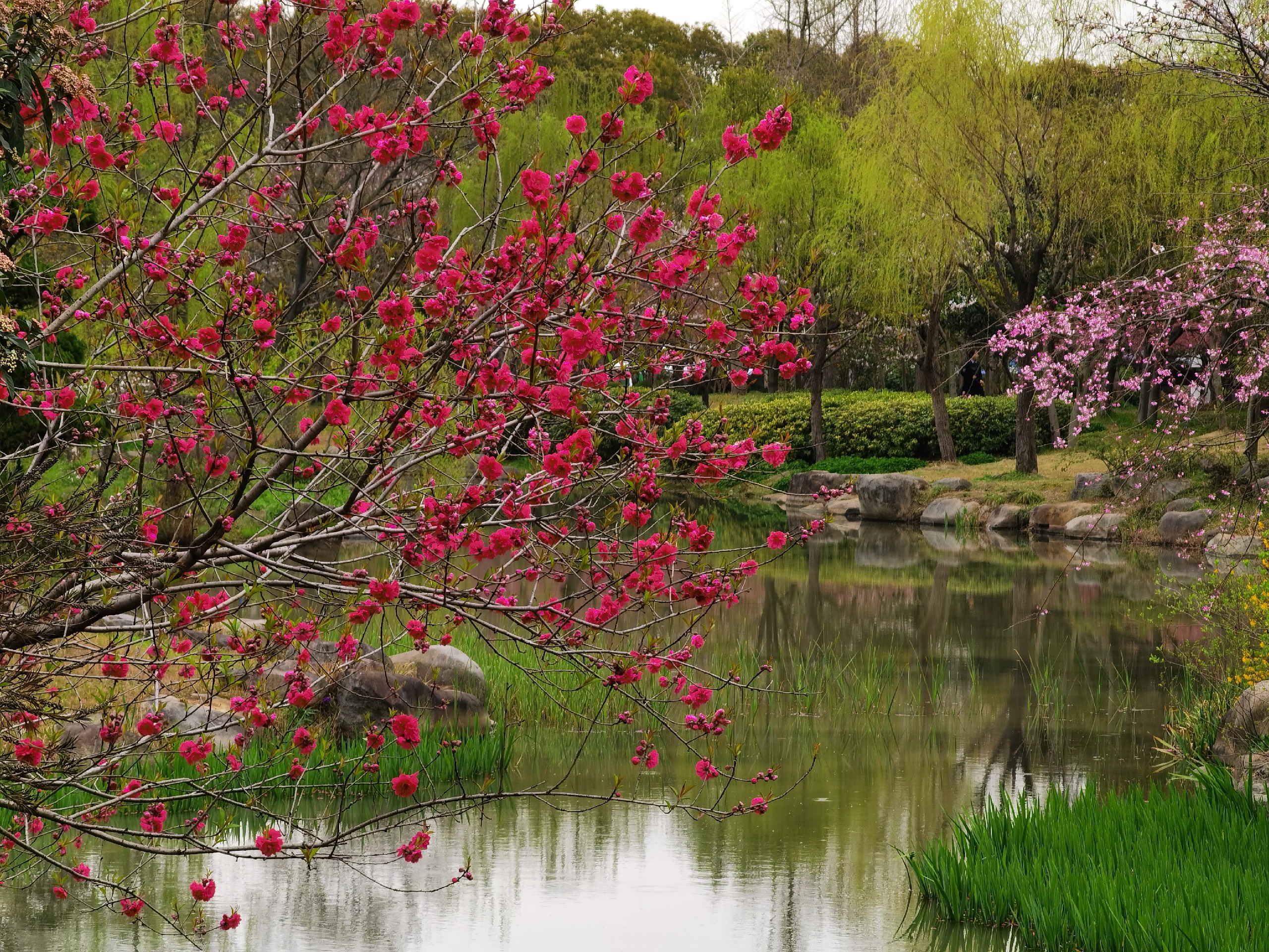 21年3月18日鼋头渚最美的樱花还没有开得烂漫，大约开了三成，还要一周应该会很美了