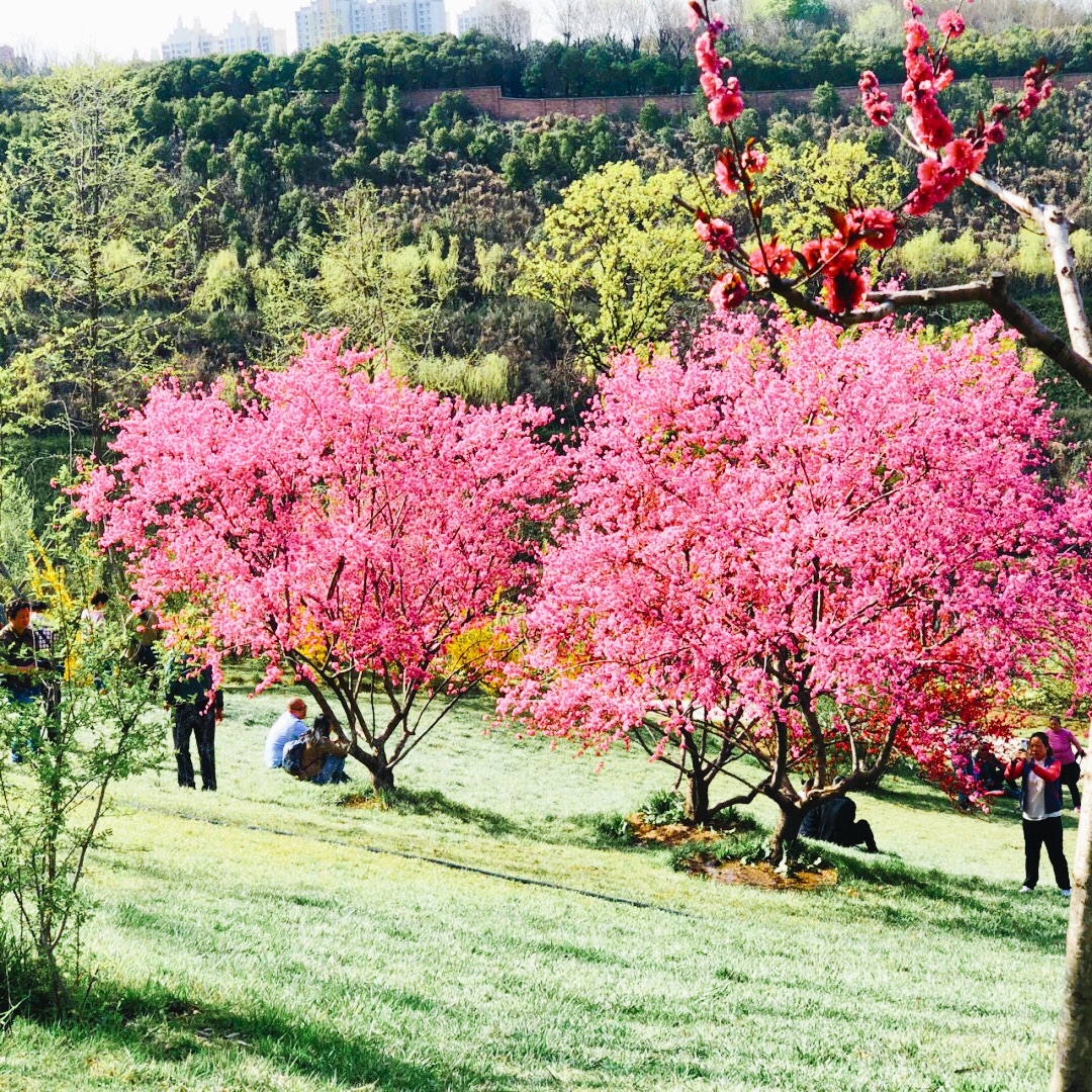 西安植物园春季赏花