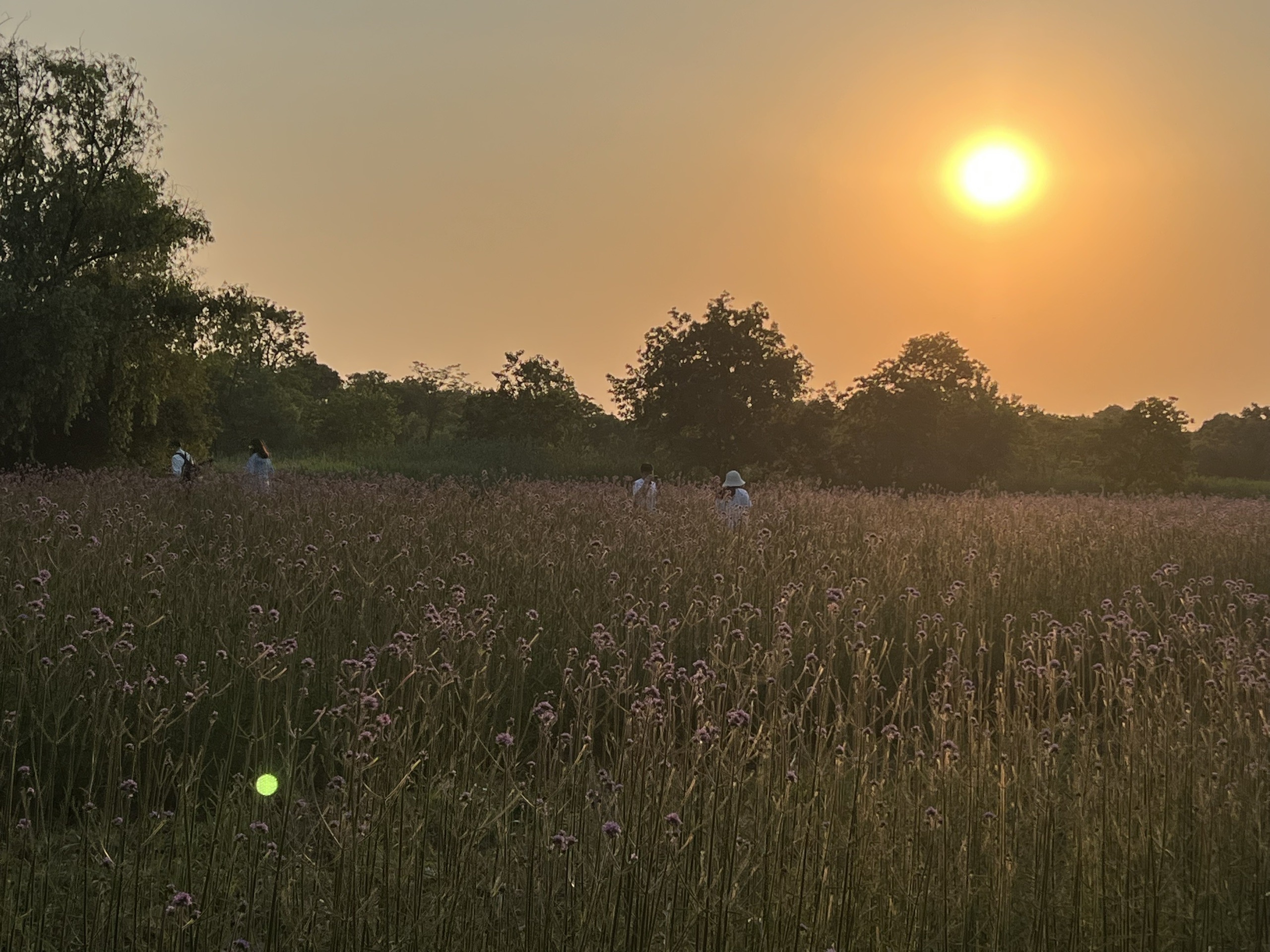 夕阳下的西溪观鸟亭的马鞭草花海_杭州西溪国家湿地公园观鸟亭