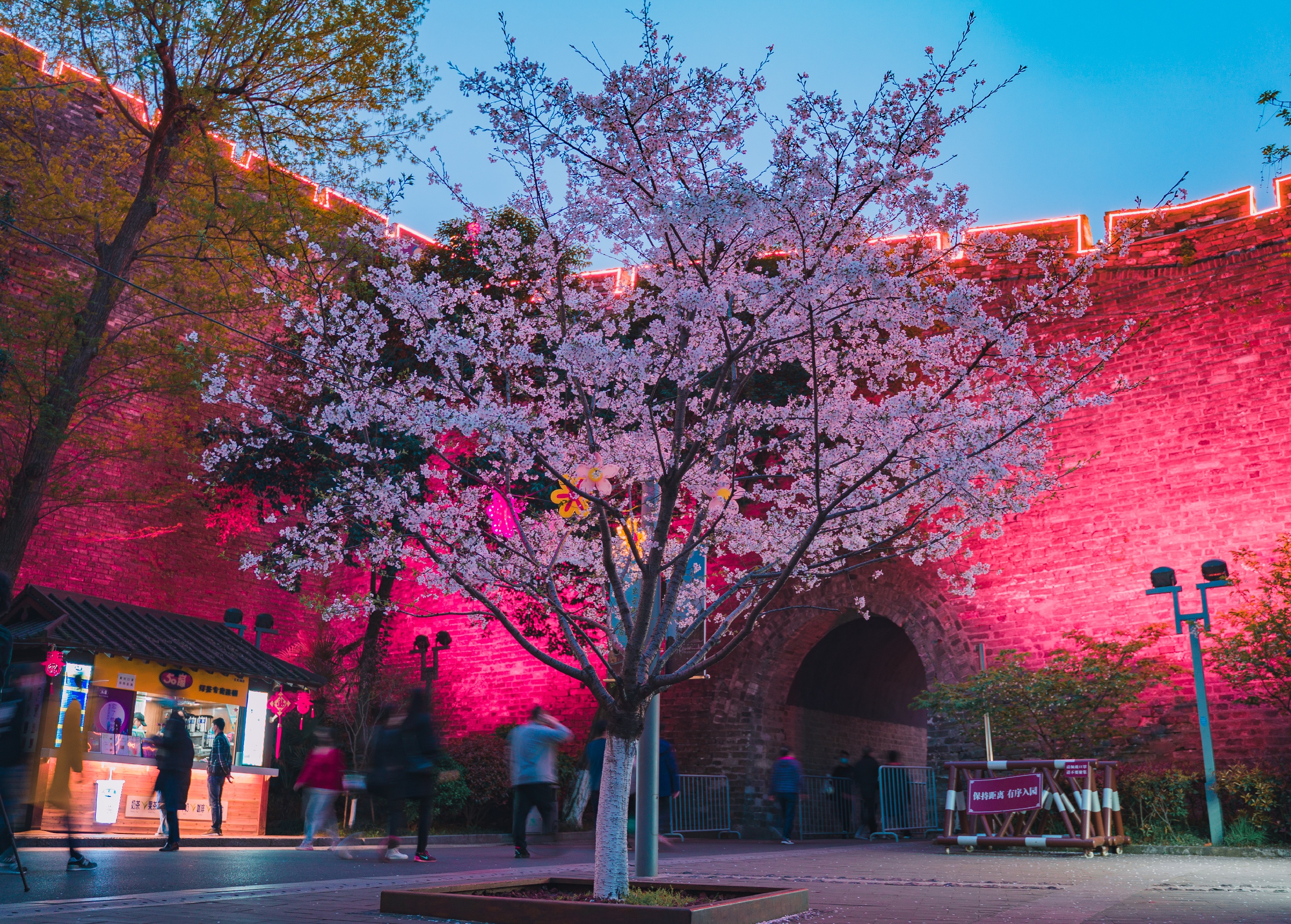 南京夜赏樱花，来这两个地方就对了-玄武湖+鸡鸣寺路