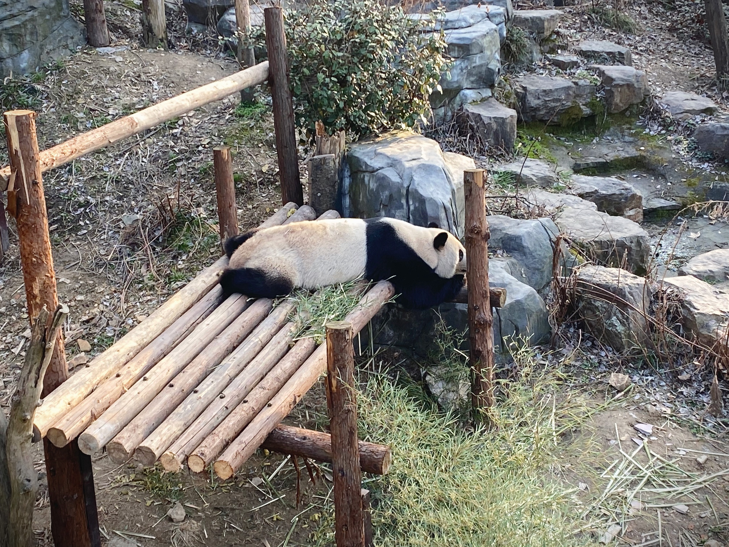 2021大年初二来追童年回忆 南京红山森林动物园