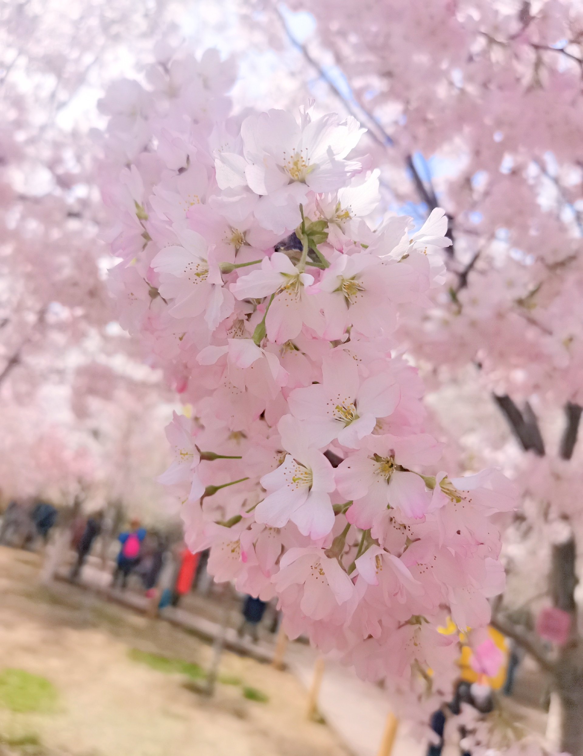待君有余暇 ，看春赏樱花。去玉渊潭感受一下园内浪漫樱花的美好氛围