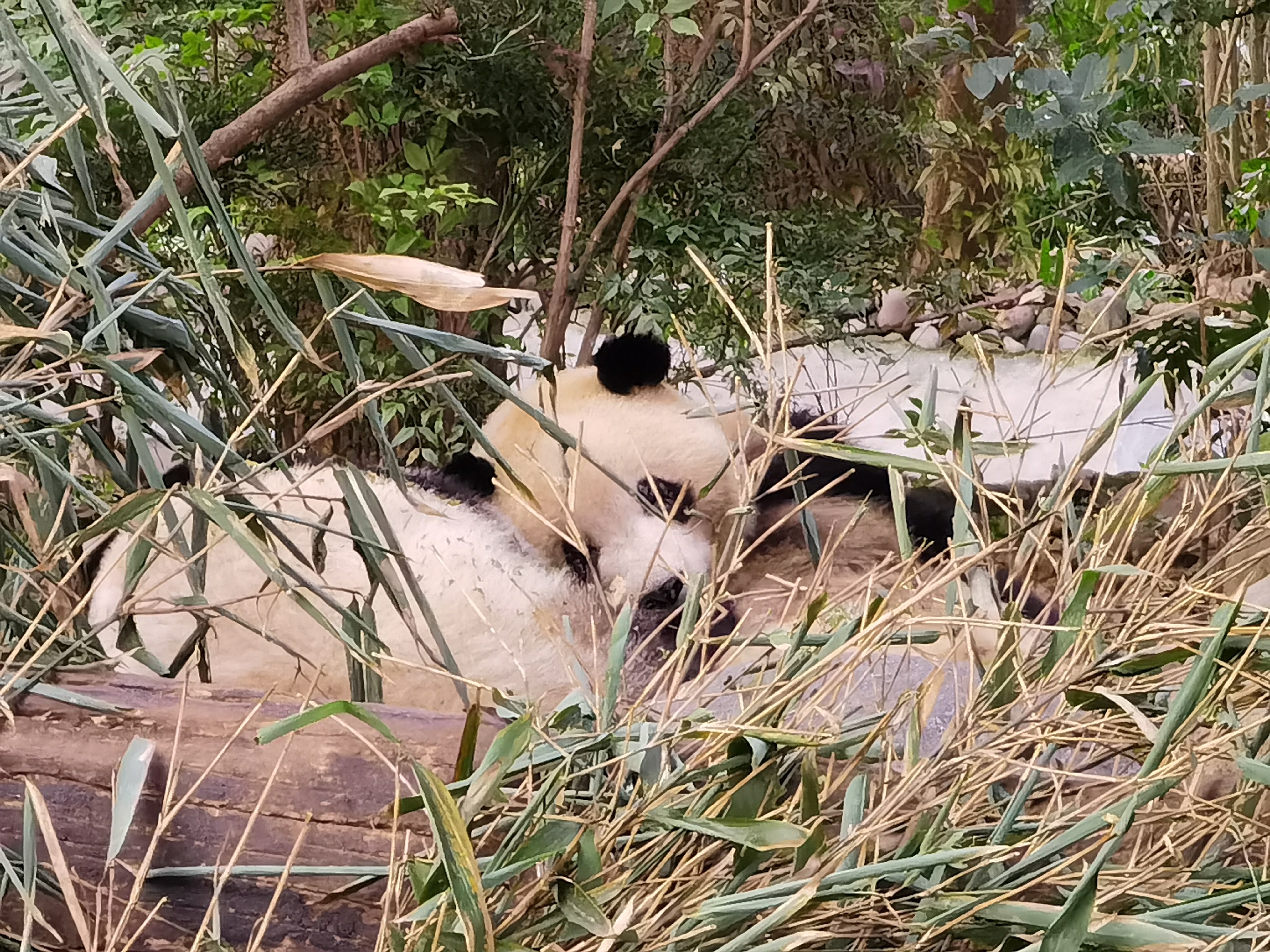 成都大熊猫繁育研究基地-2021年最新成都大熊猫繁育研究基地图片大全