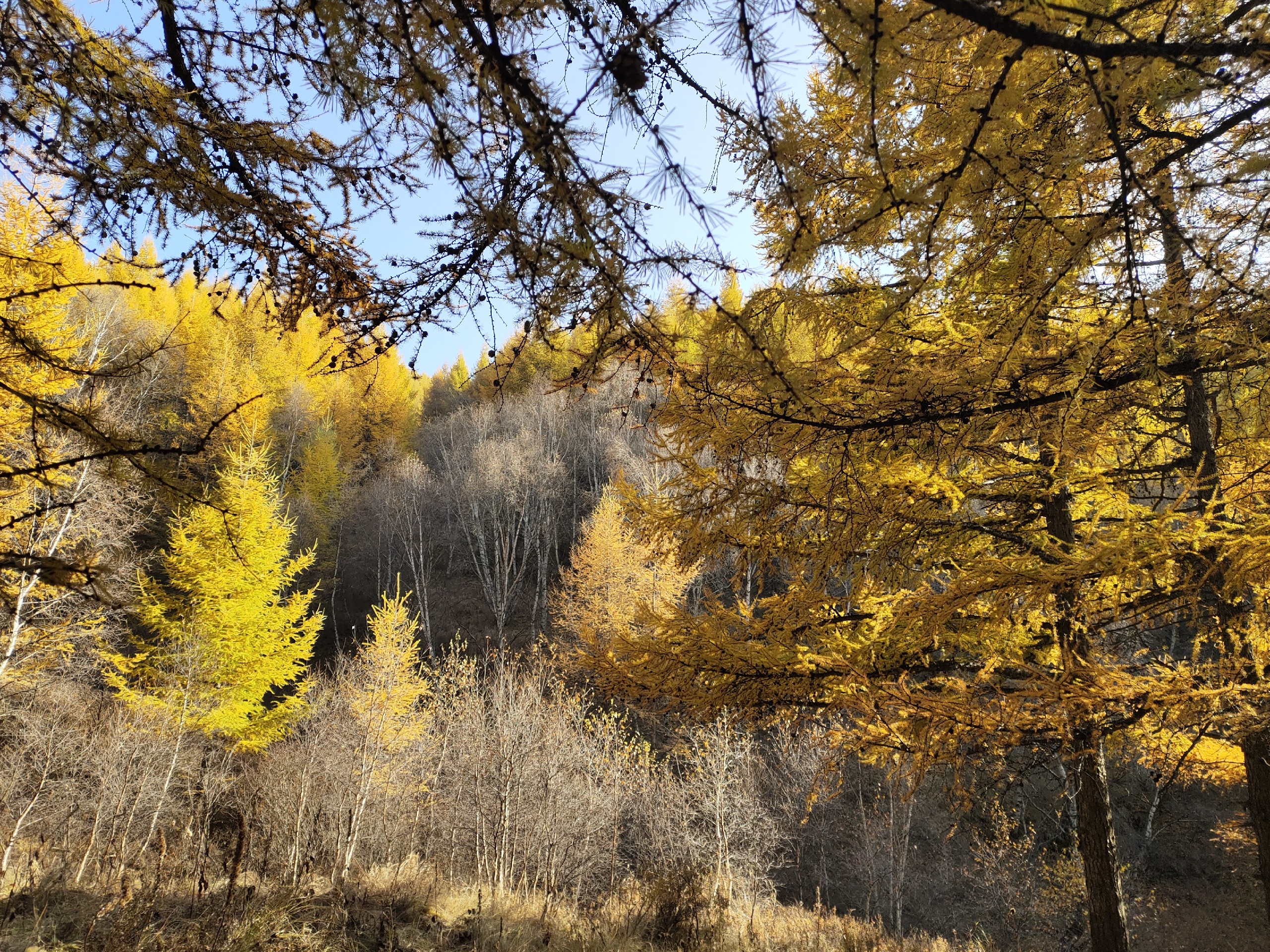 苏木山的秋天-下午鄂太阳更照着整座山金灿灿的，整座山很安静