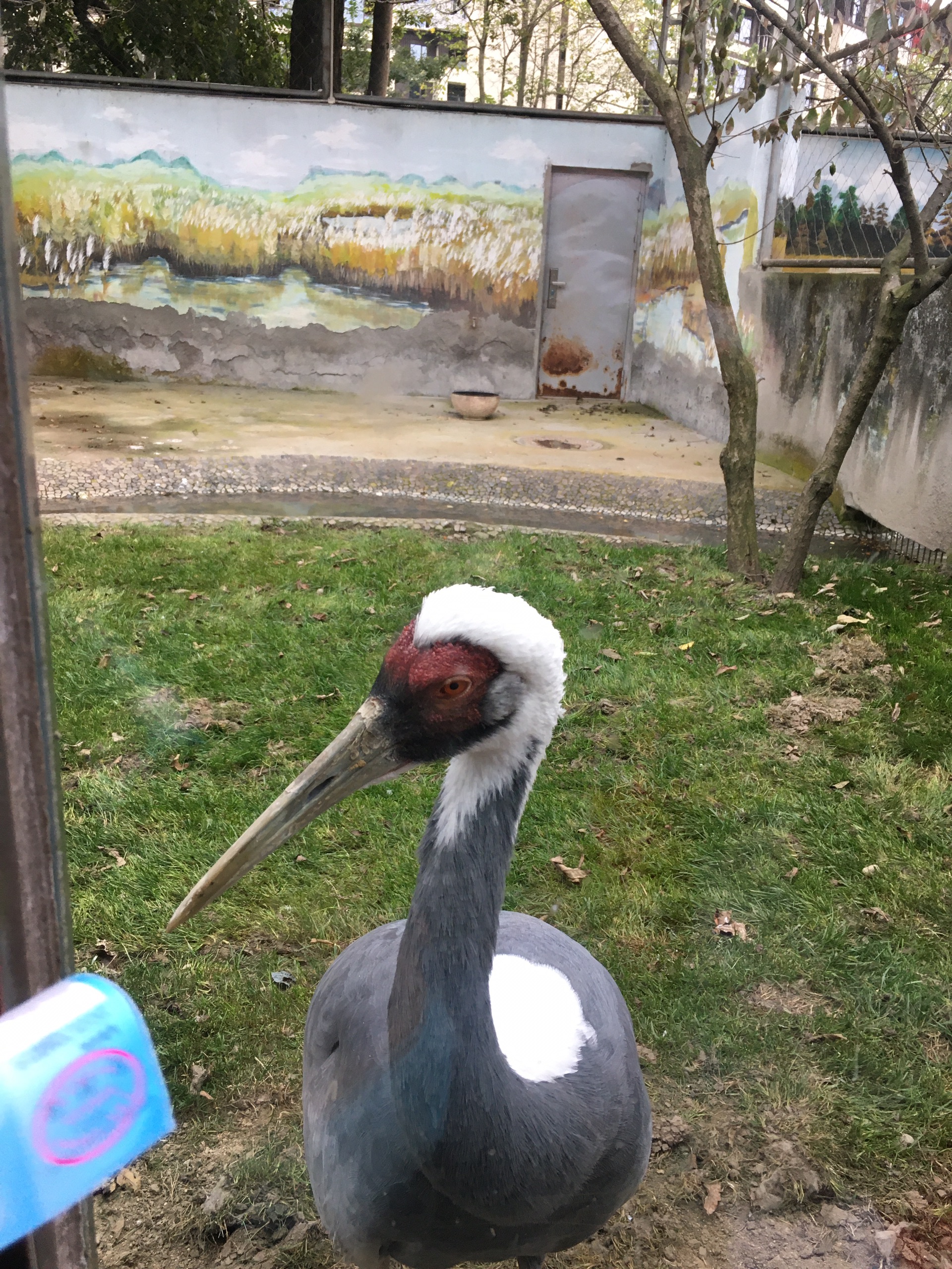 成都动物园上次来没有看到鸟类和儿童动物园，这次一来就直奔过去。