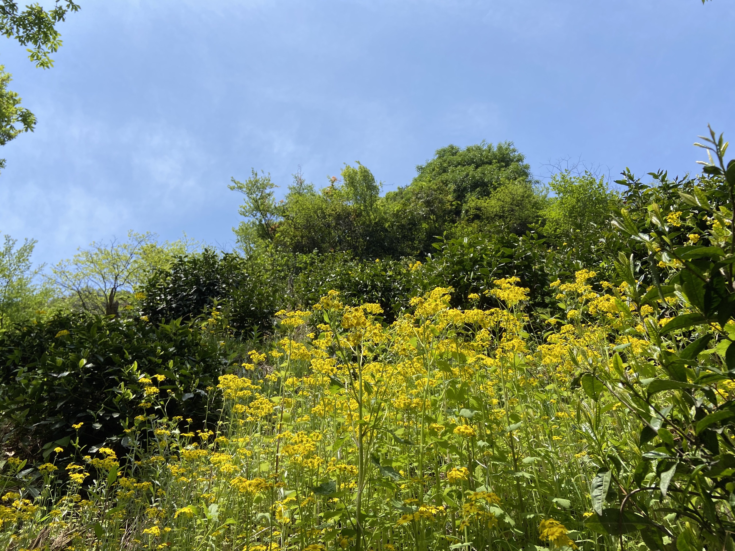东白山上荡一荡-漫山的小黄花和野生高山茶树
