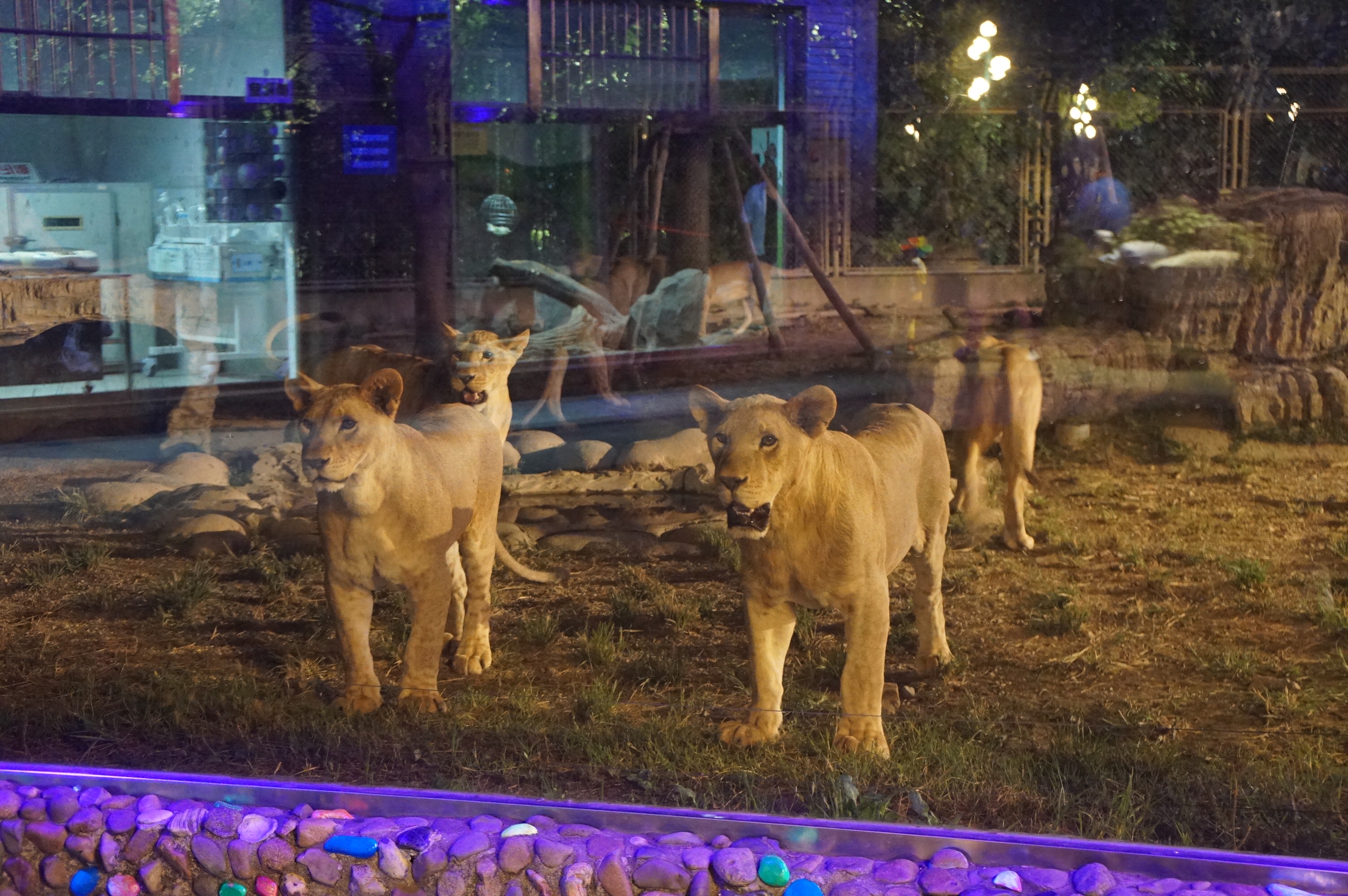 夜游上海野生动物园！2点30入园至7:30离开