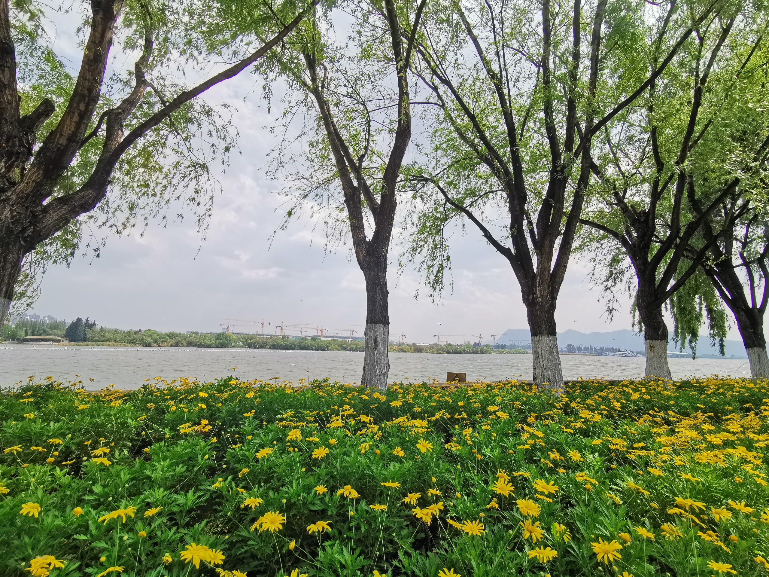 大观公园_成片的花海，春城的春天春意盎然！