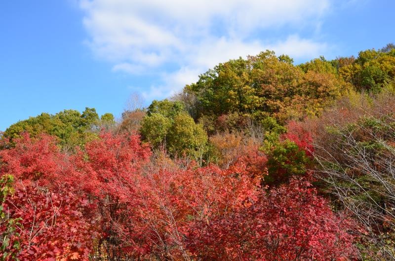 本溪的秋天很漂亮-老边沟费枫叶和山水也是其中的佼佼者