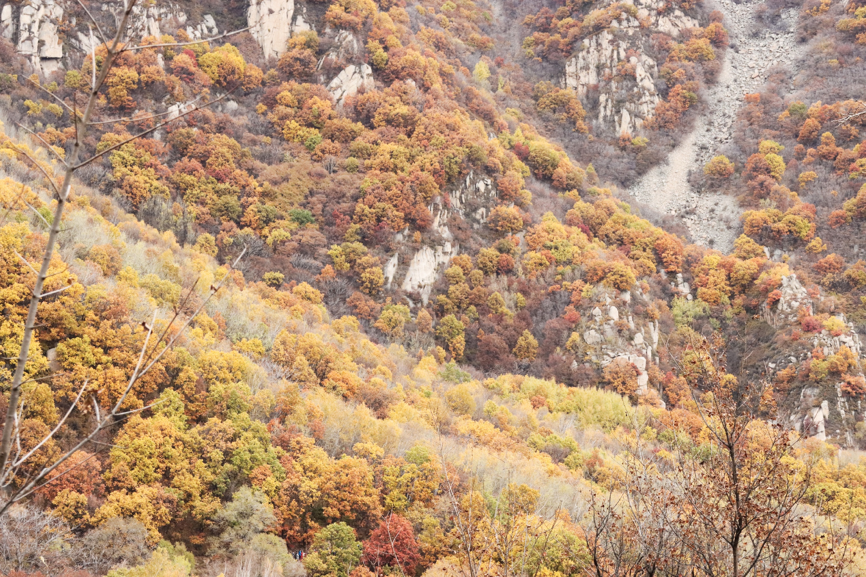 北京赏秋好去处！北京最早的秋色喇叭沟原始森林公园