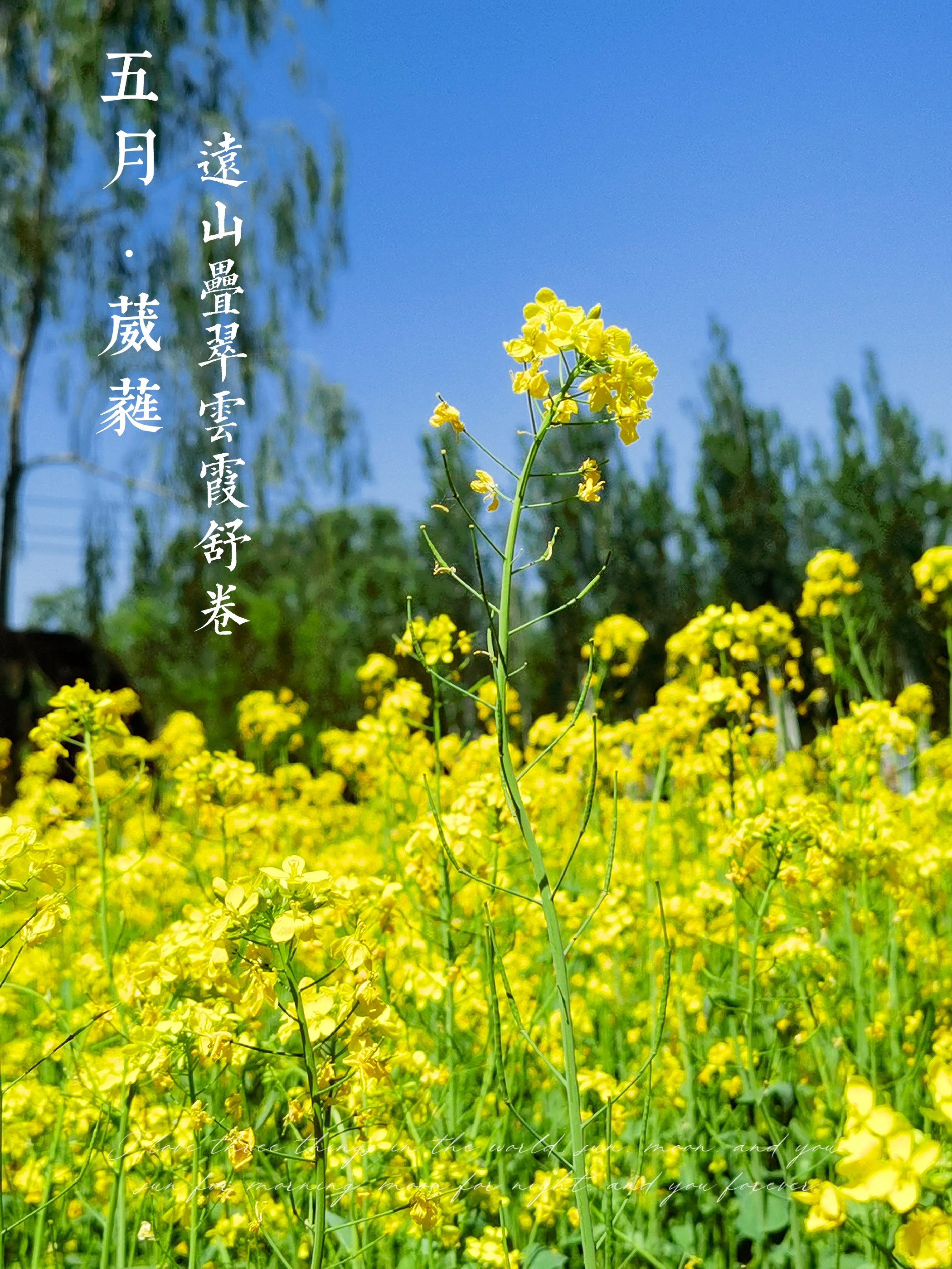 玉泉山下，北坞追花，徜徉金色花田|2023北京周边好玩地