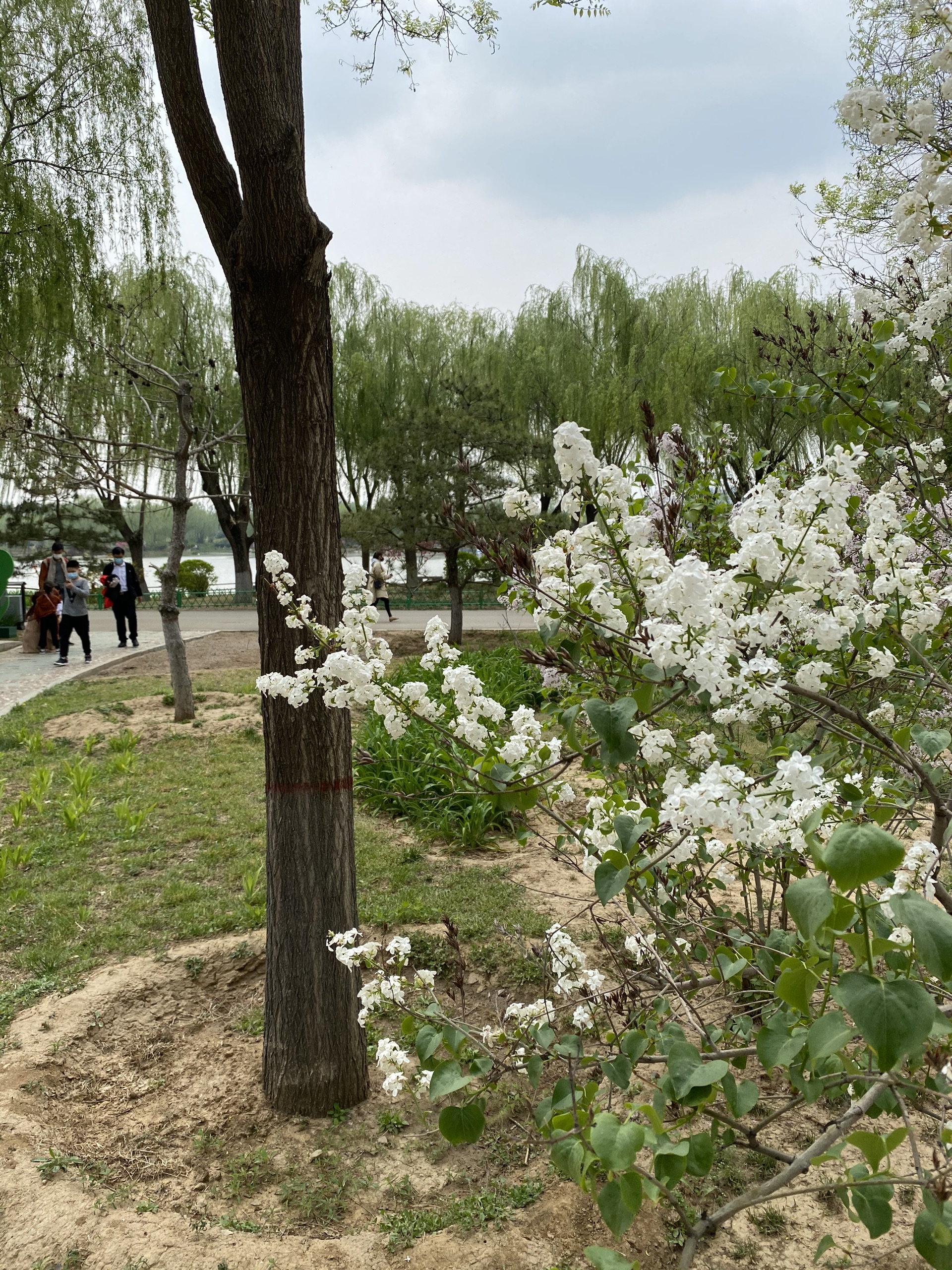 ​心心念念的春天终于来了2021打卡燕郊植物园