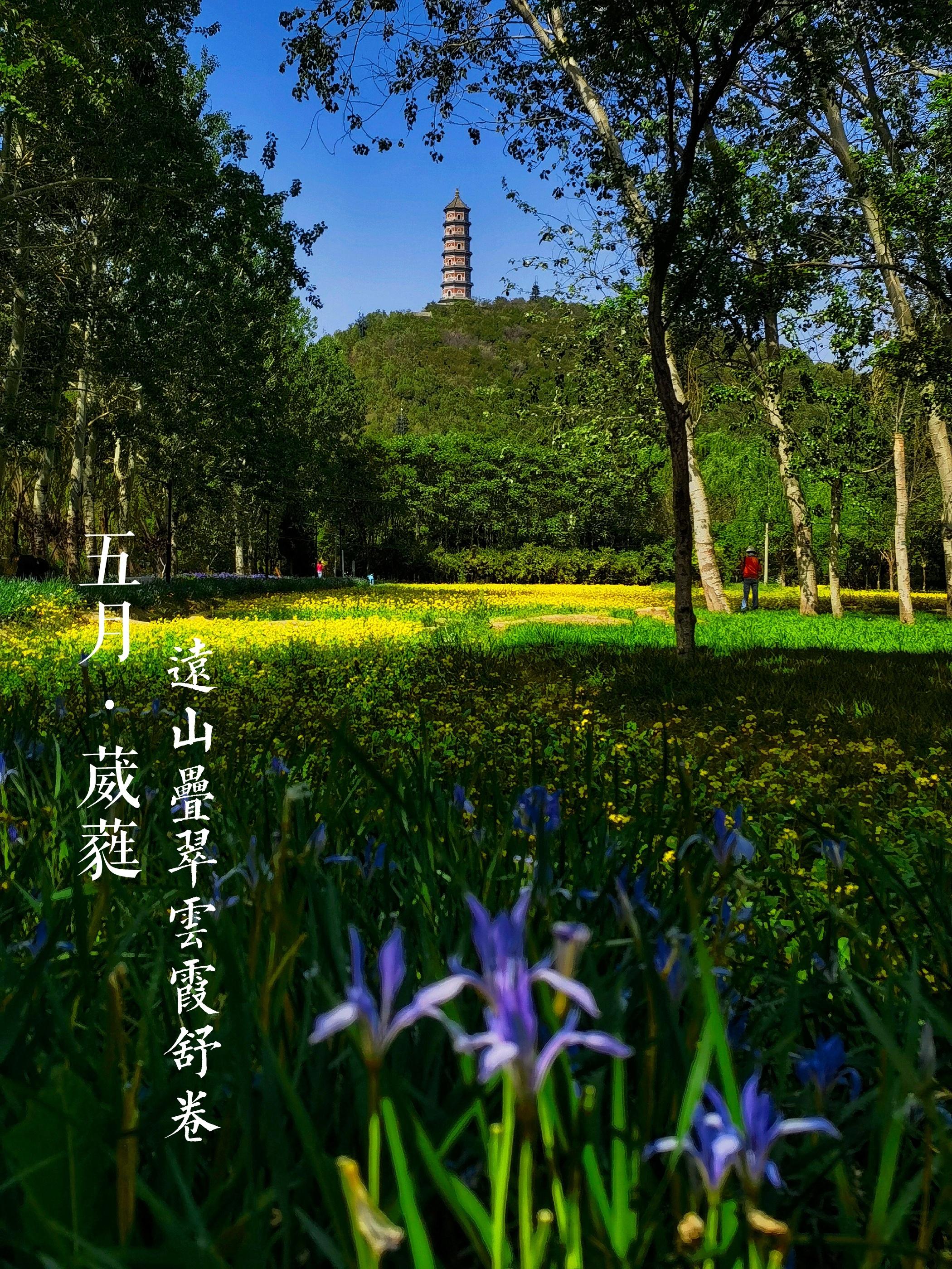 玉泉山下，北坞追花，徜徉金色花田|2023北京周边好玩地